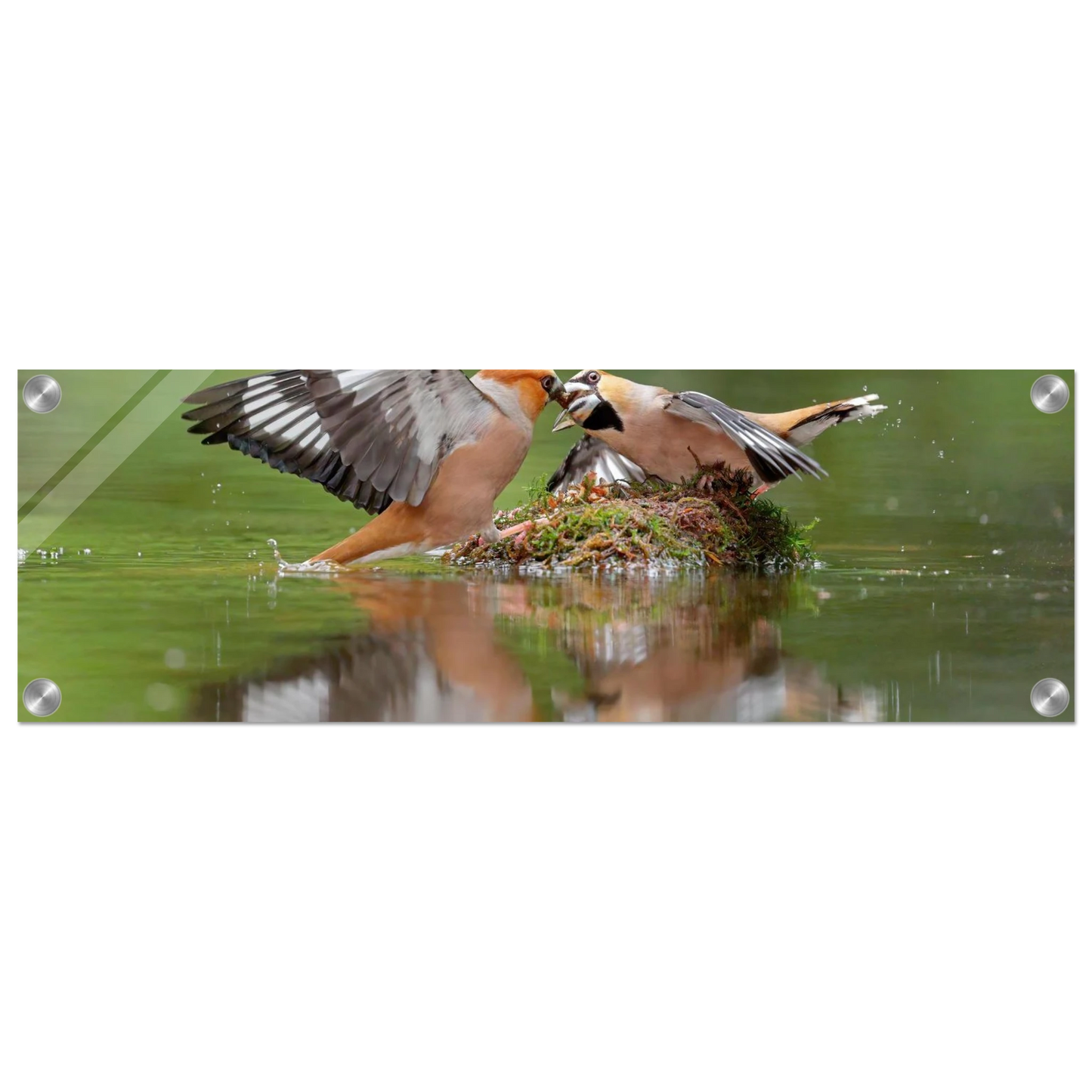 Wandbild momente der natur spektakulaerer kampf der voegel ueber dem wasser