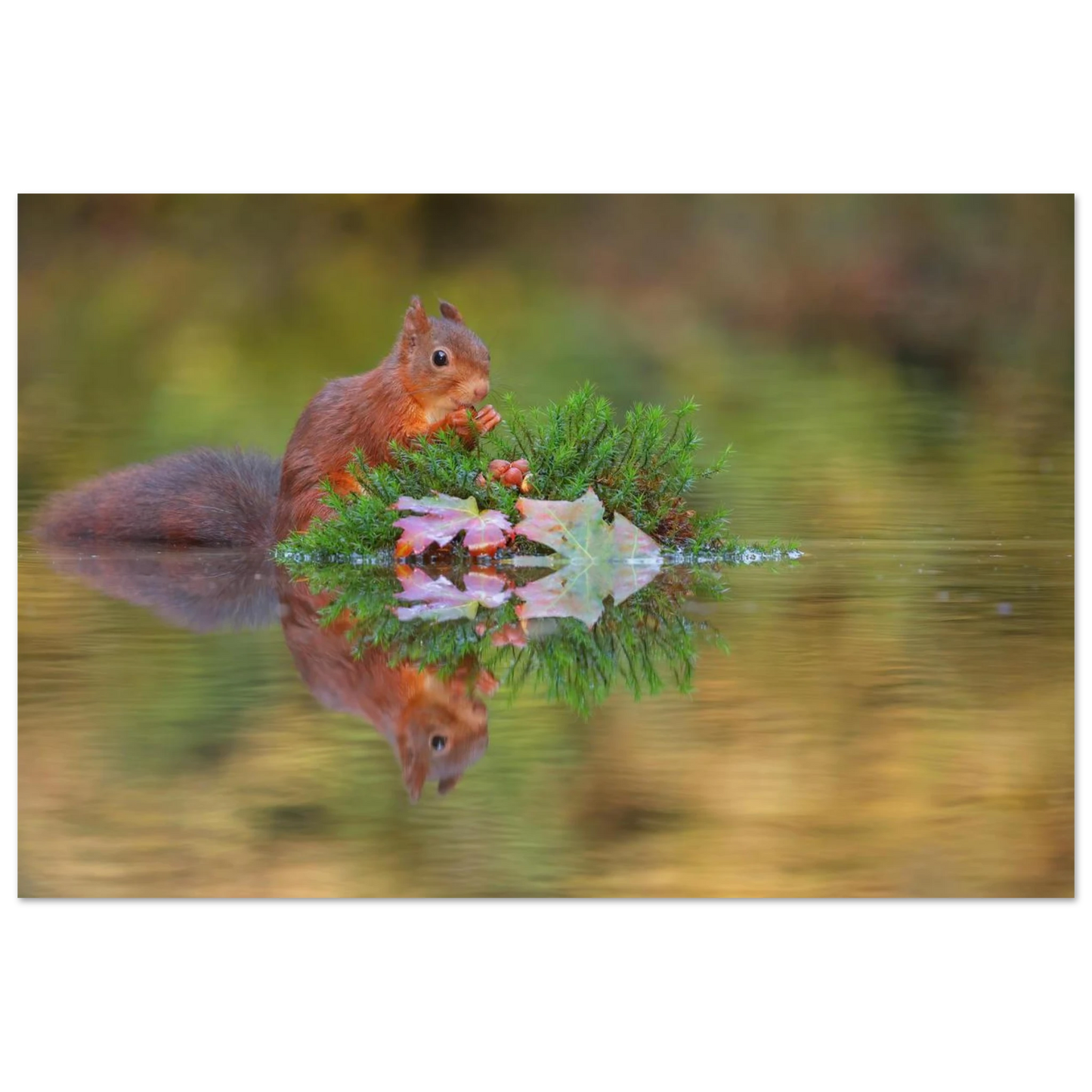 Wandbild bezauberndes eichhoernchen im herbstwald lebendige wildtierkunst fuer ihr zuhause in vielen groessen