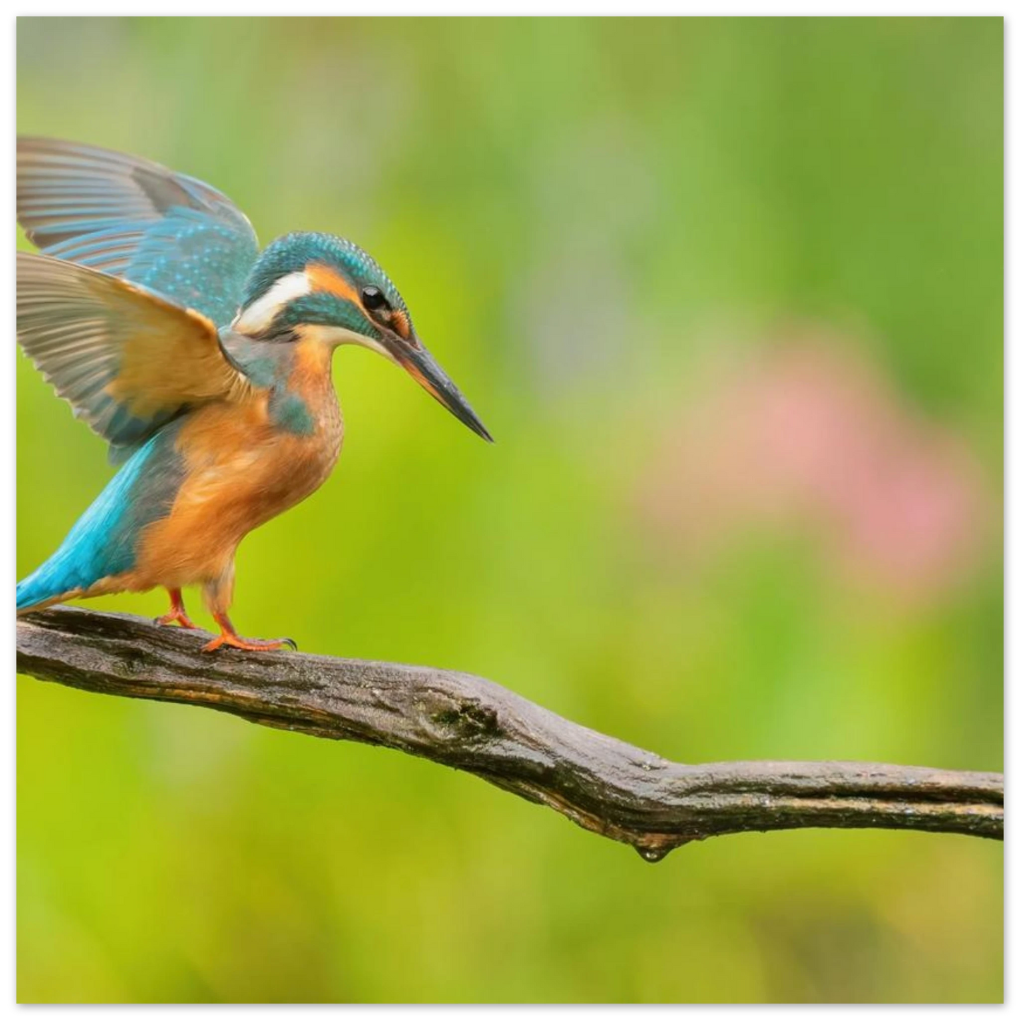 Wandbild eisvogel leuchtende federpracht auf natuerlichem ast in ihrer wunschgroesse