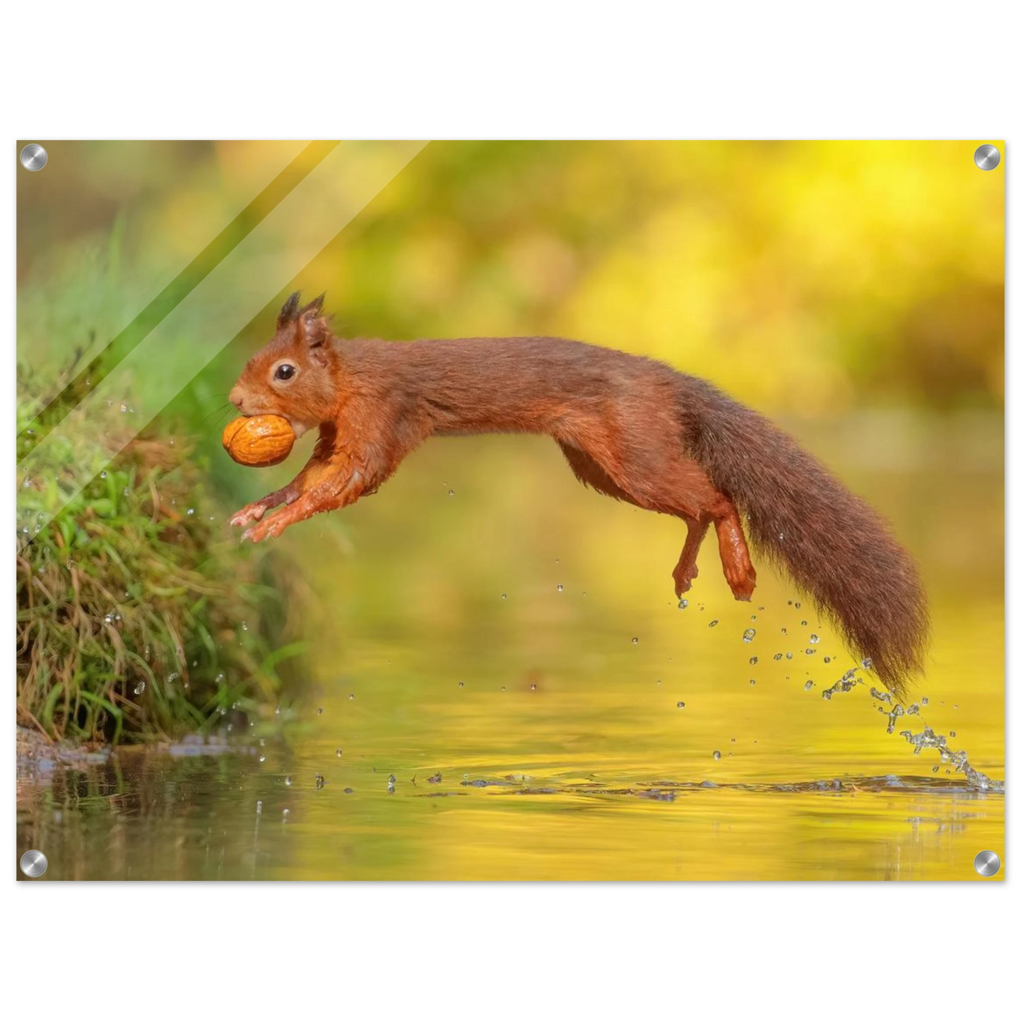 Wandbild eichhoernchen mit nuss dynamische tierkunst in leuchtenden herbstfarben