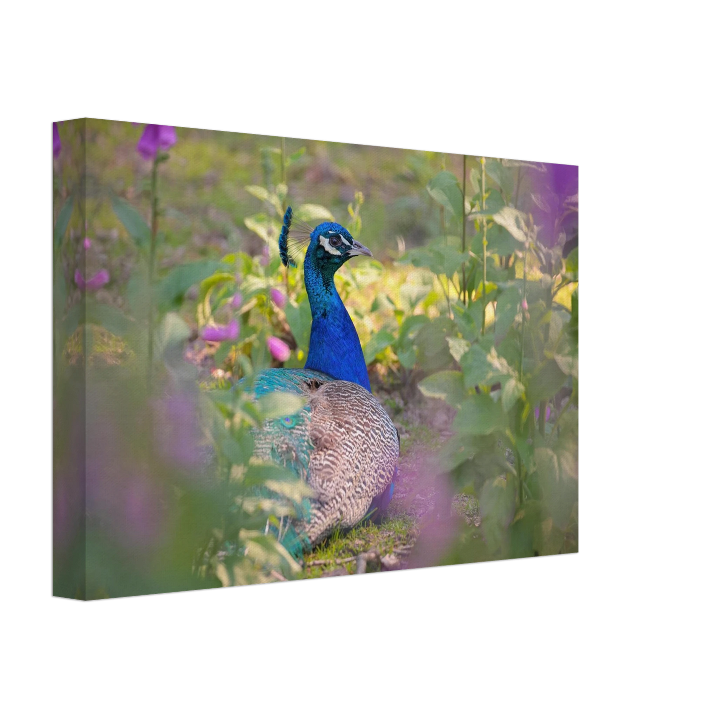 Wandbild majestaetischer pfau lebendige farbenpracht fuer ihre wand in vielen groessen erhaeltlich