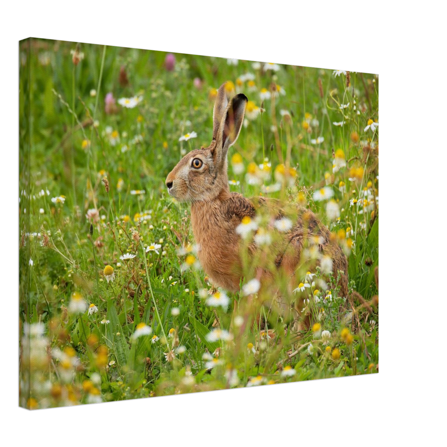 Wandbild Idyllische hasenwiese wandbild waehle dein wunschformat