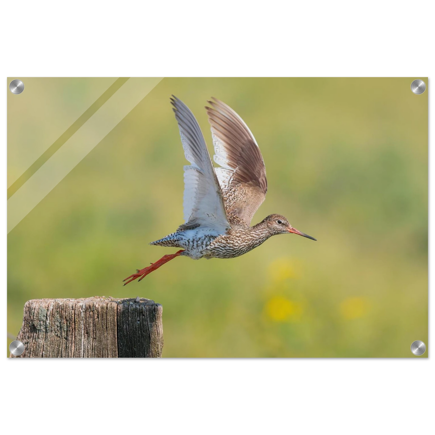 Wandbild der flug des rotschenkels dynamische tierkunst fuer ihr zuhause in vielen groessen erhaeltlich