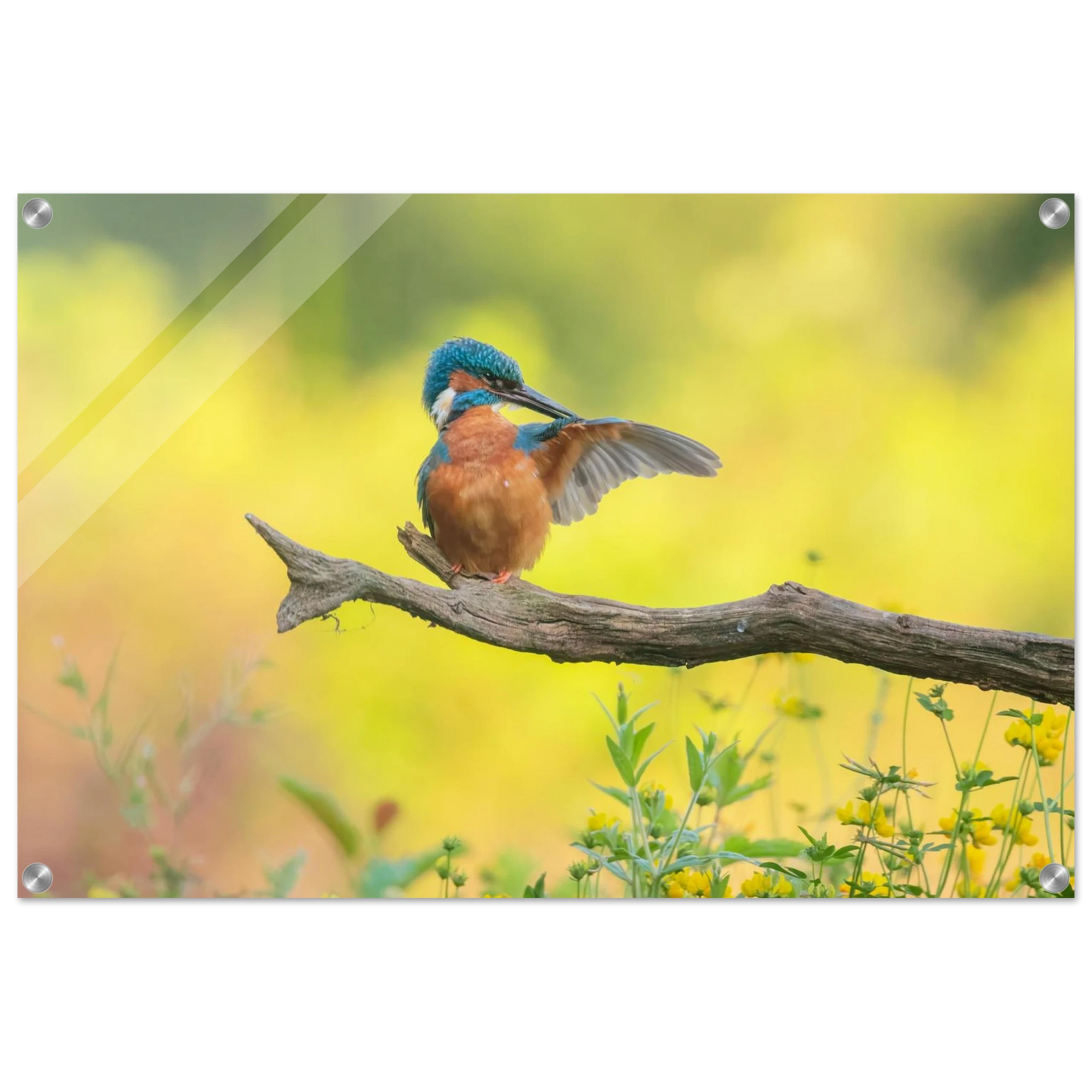 Wandbild eisvogel lebendige naturkunst fuer ihr zuhause