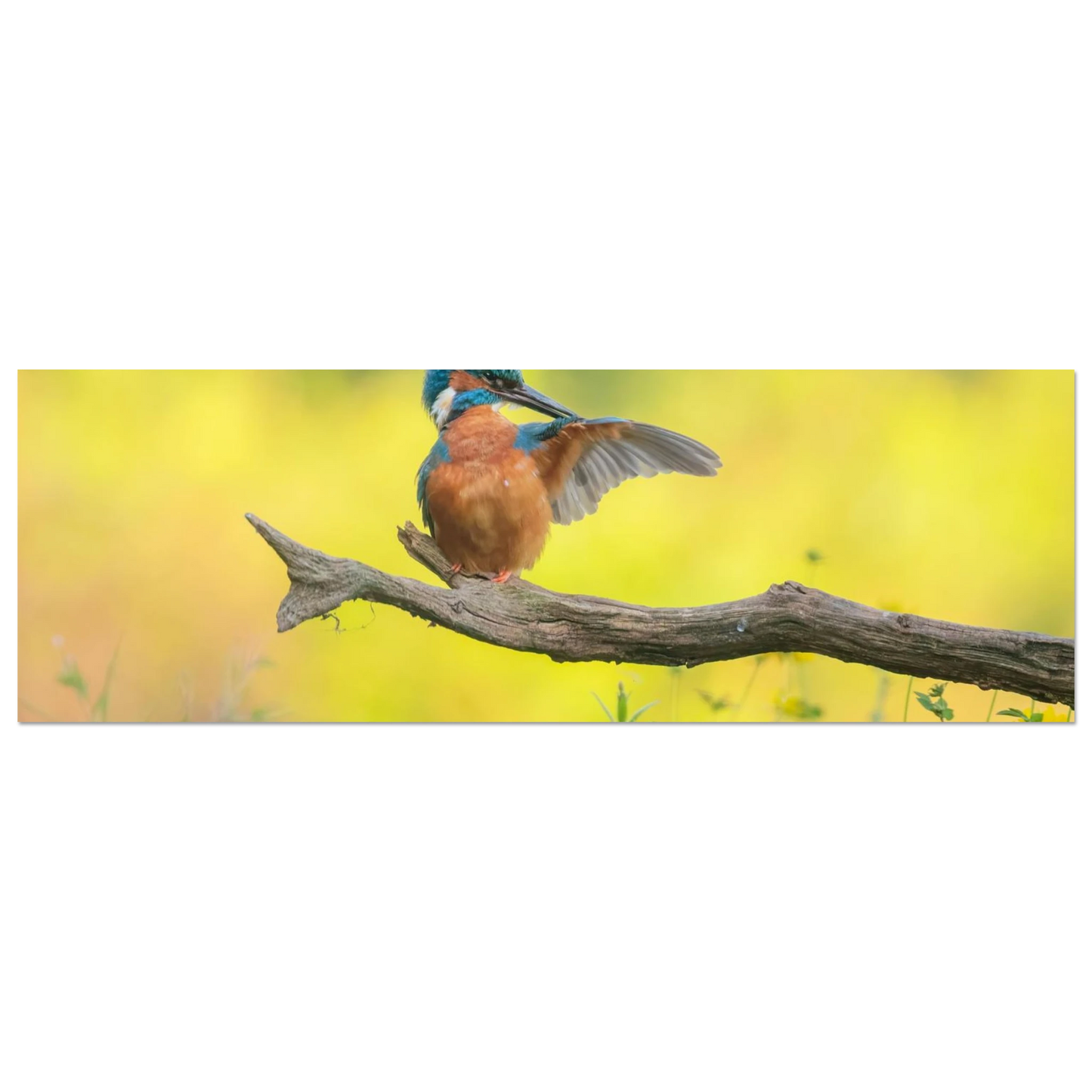 Wandbild eisvogel lebendige naturkunst fuer ihr zuhause