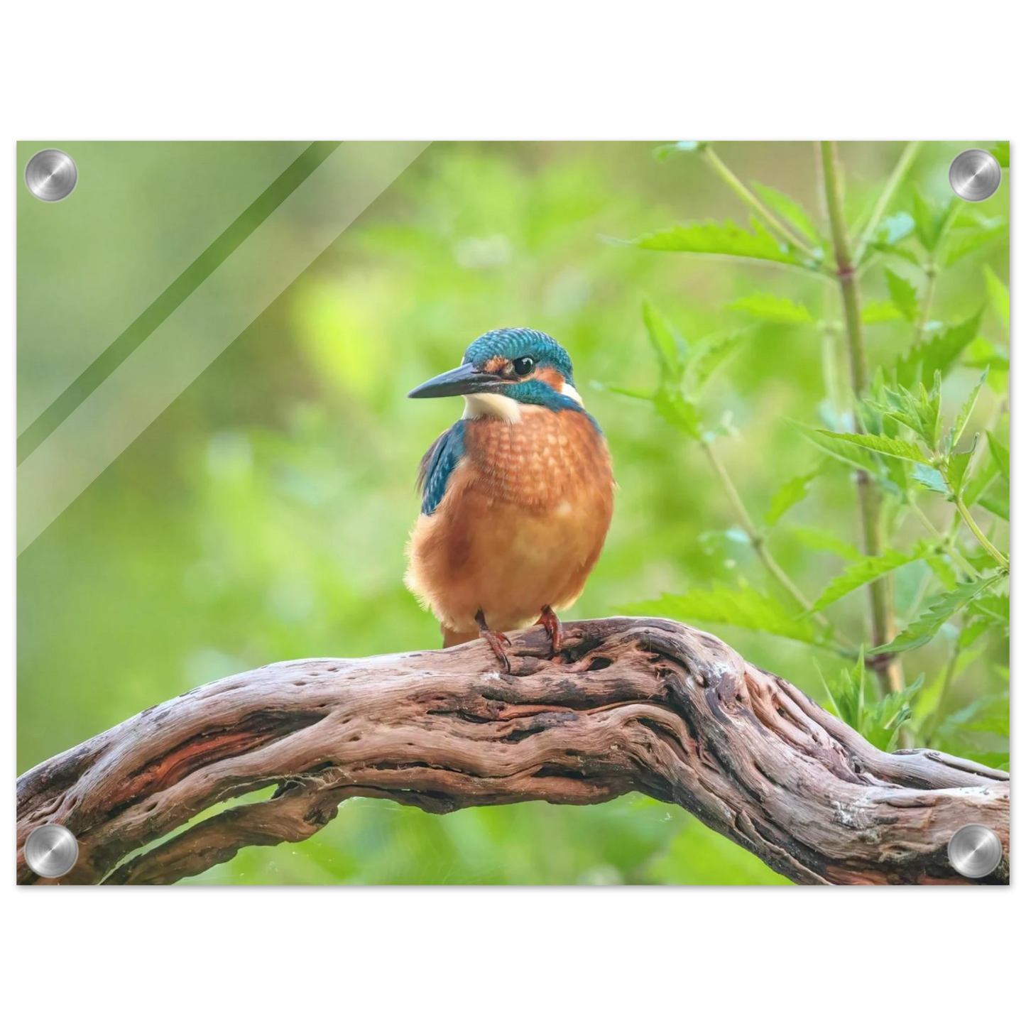 Wandbild eisvogel lebendige naturkunst fuer ihr zuhause in ihrer wunschgroesse 2