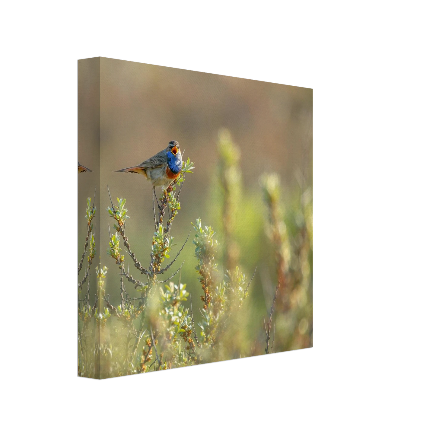 Wandbild blaukehlchen ein meisterwerk der natur auf leinwand in verschiedenen groessen erhaeltlich