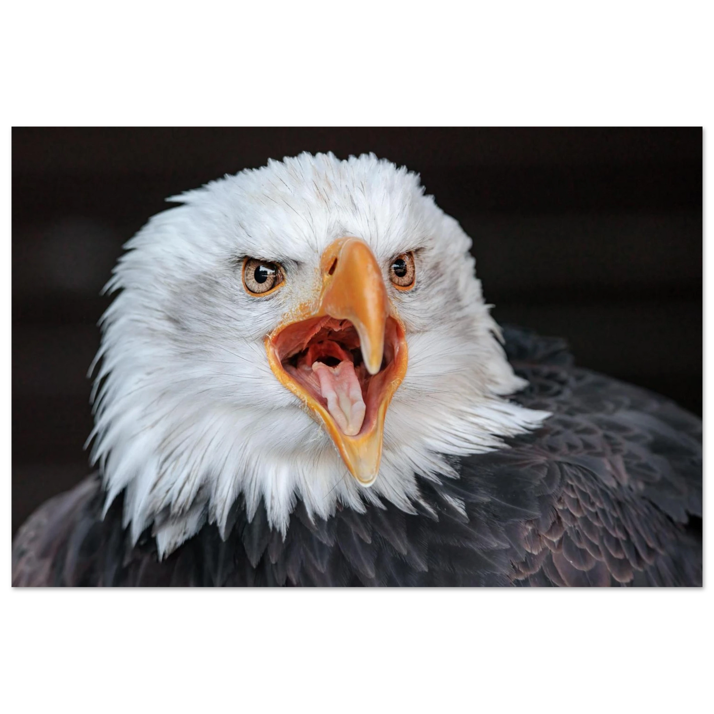Wandbild majestaetischer schreie des weisskopfseeadlers einzigartige wildtierkunst fuer ihr zuhause