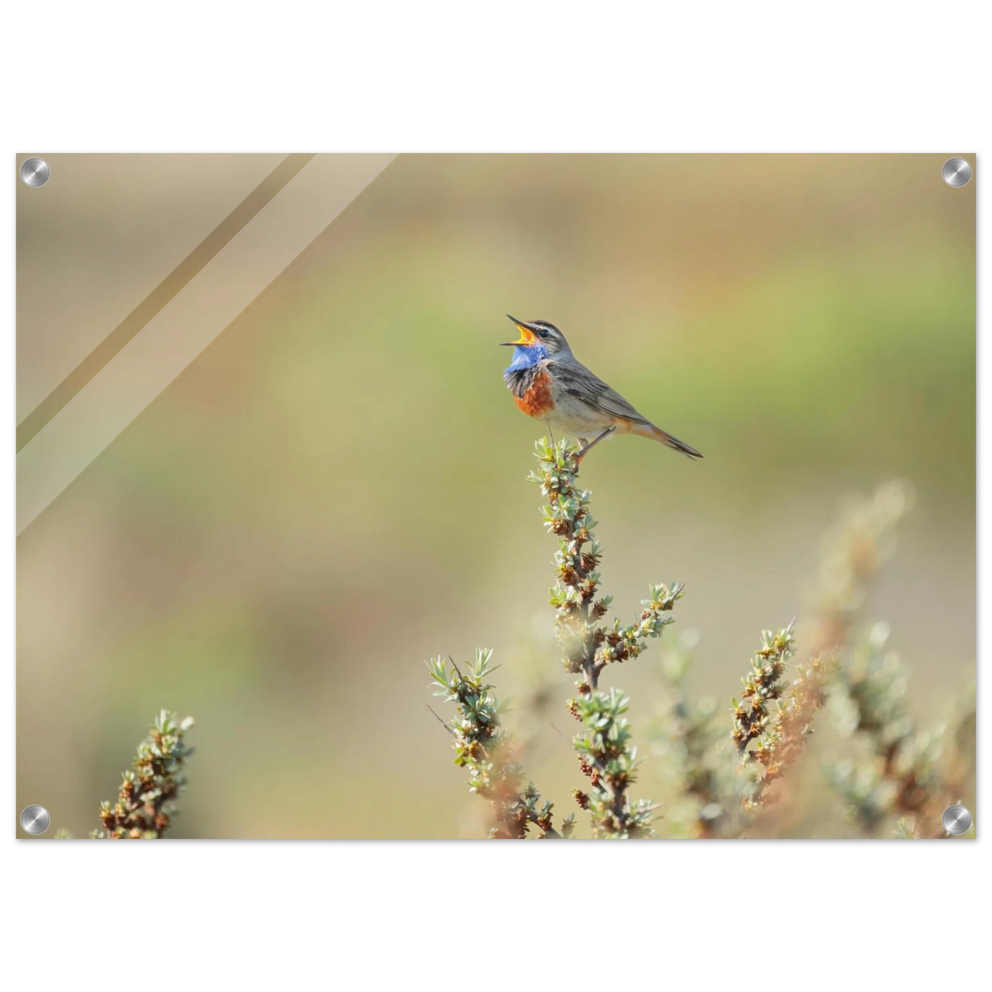 Wandbild der ruf der wildnis ein lebhaftes vogelportraet