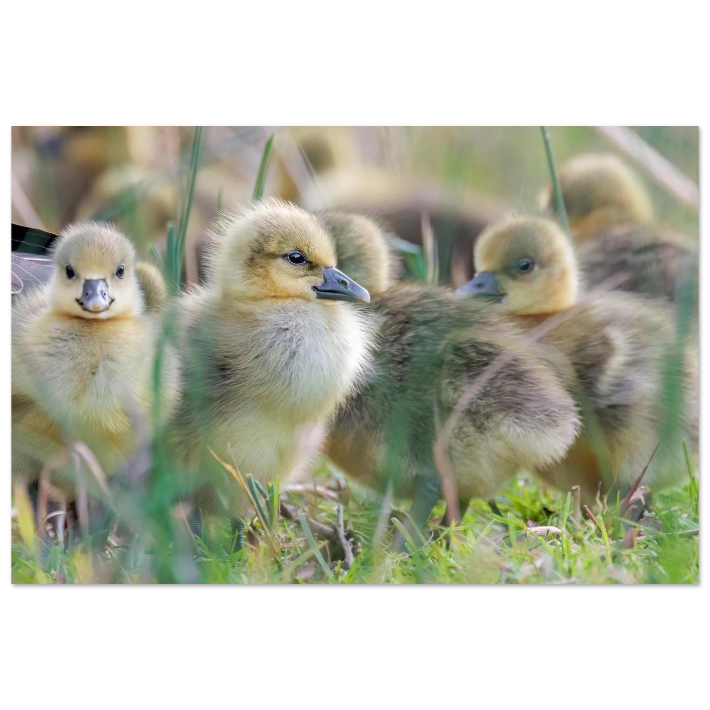 Wandbild kueken in zartgruen und gold suesse baby gans kunst in vielen groessen