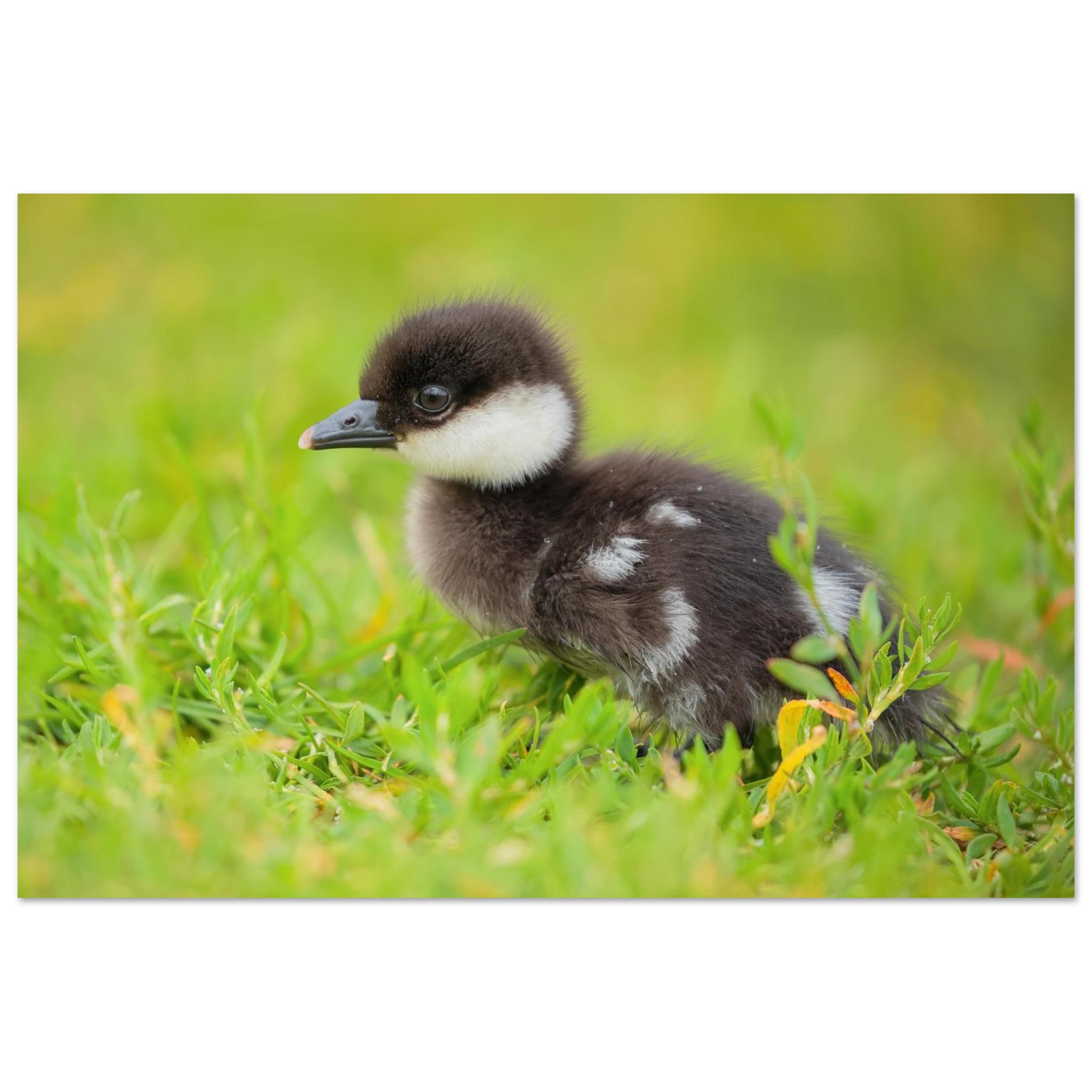 Wandbild bezauberndes entenkueken suesse tiermotive fuer kinderzimmer naturfreunde in vielen groessen