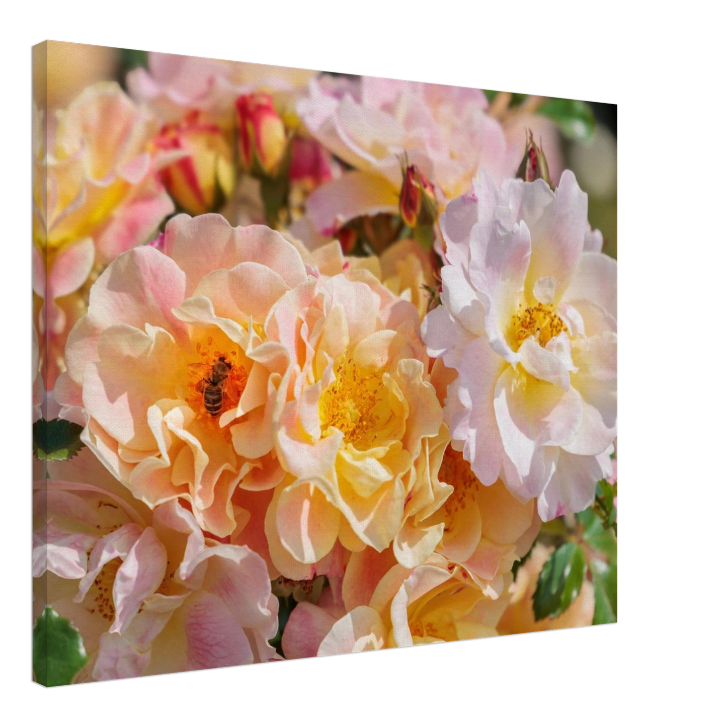 Wandbild bluehende gartenrosen eine honigbienen ode in pastell perfektion in vielen groessen verfuegbar