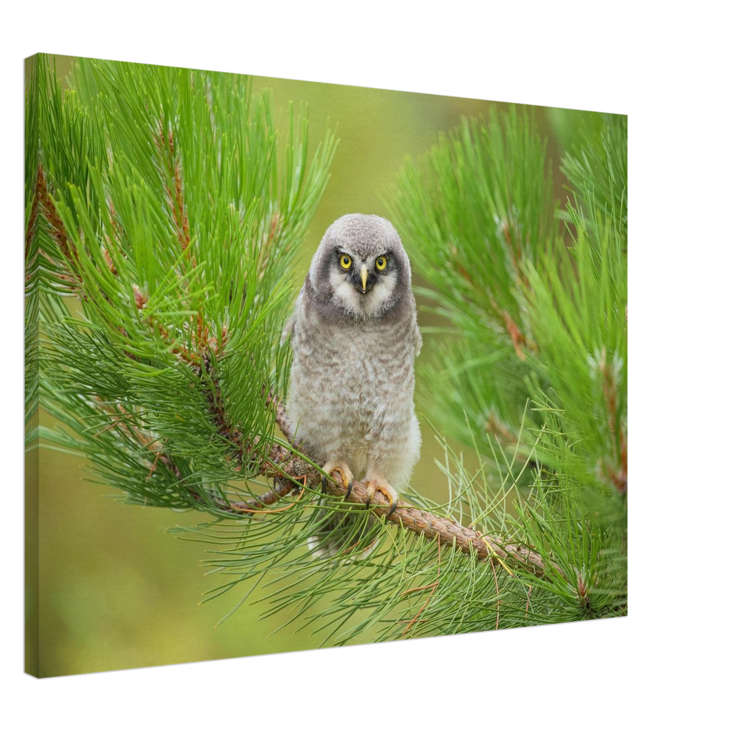 Wandbild bezaubernde eule auf kiefernzweig ruhiges naturmotiv fuer ihr zuhause
