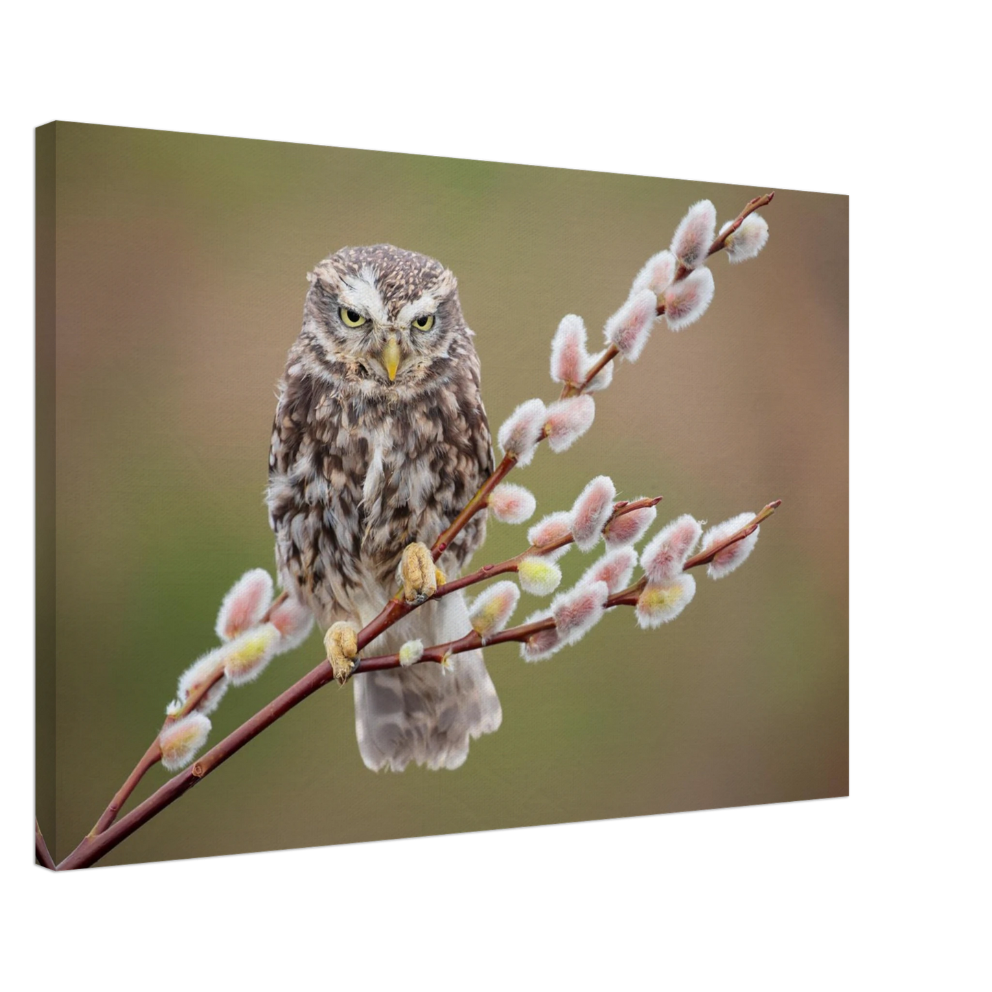 Wandbild der weise waechter ein kaeuzchen auf weidenkaetzchen im fruehlingslicht