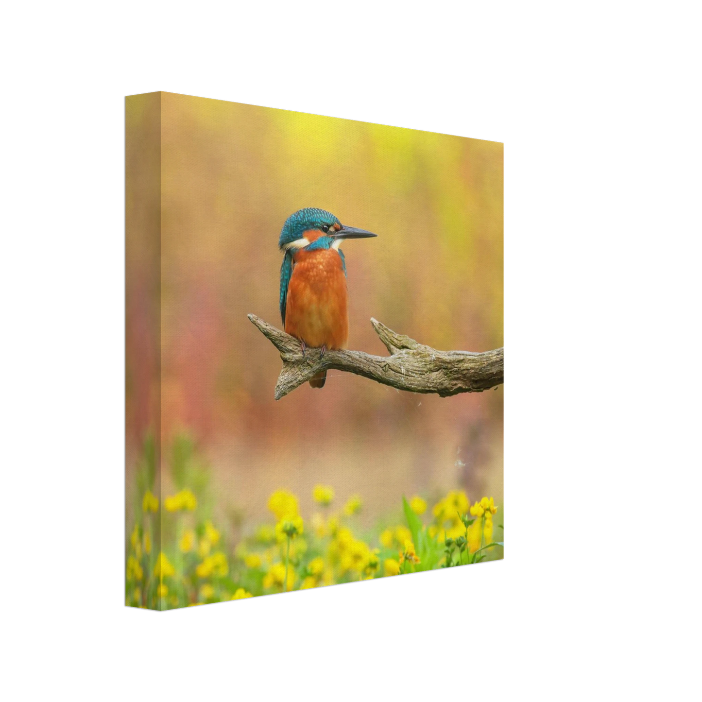 Wandbild eisvogel lebendige naturkunst fuer ihr zuhause in ihrer wunschgroesse