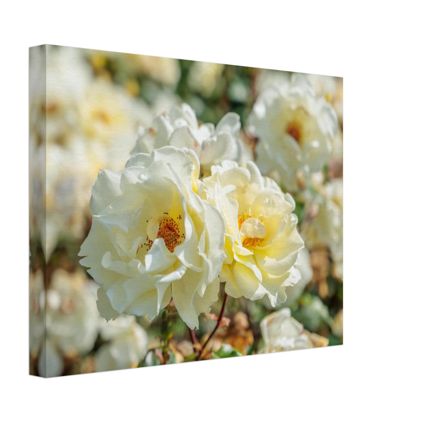 Wandbild creme weisse rosen zeitlose blumen eleganz fuer ihre wand in vielen groessen verfuegbar