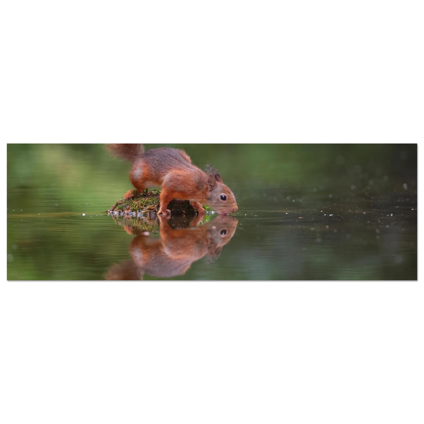 Wandbild durstiges eichhoernchen eine ruhige reflexion in der natur erhaeltlich in vielen groessen