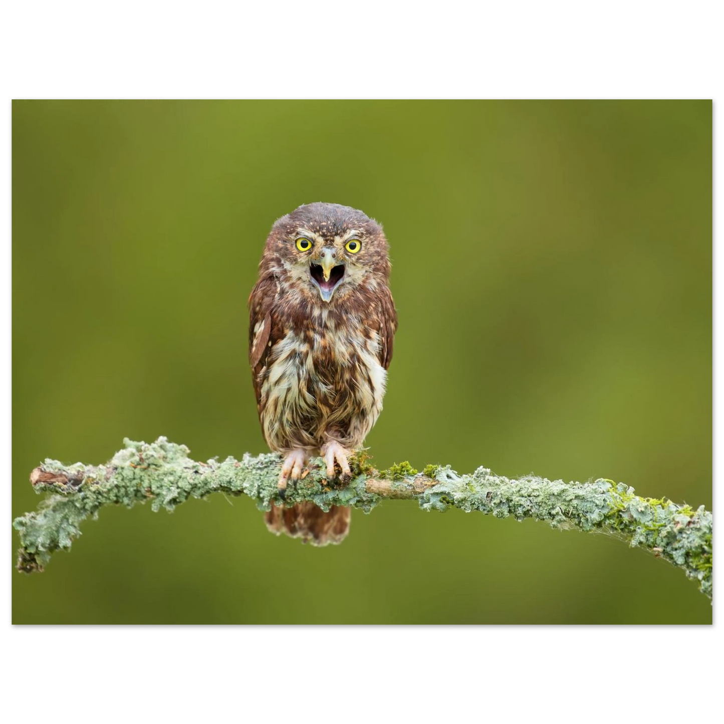 Wandbild rufer der wildnis faszinierendes eulen portraet mit leuchtenden augen fuer ihr zuhause