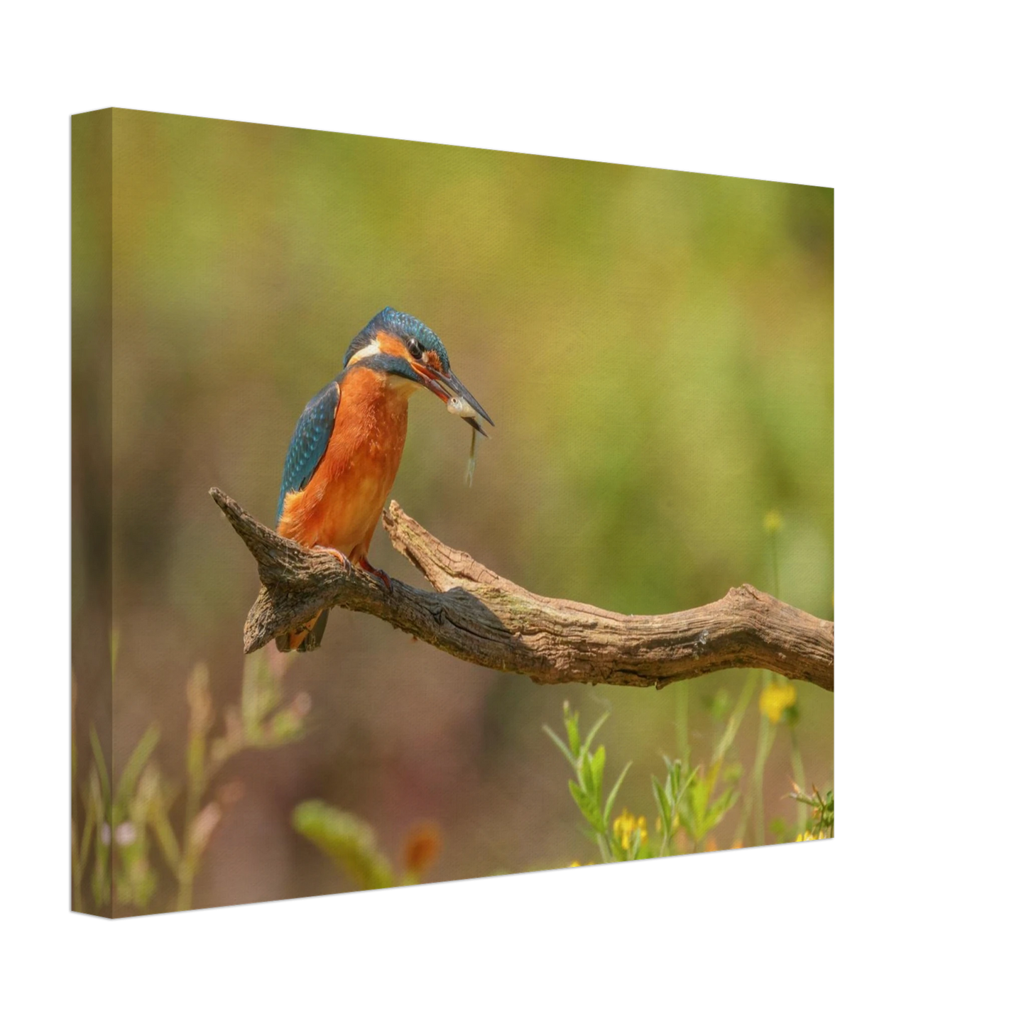 Wandbild eisvogel farbpracht leuchtende naturkunst fuer ihr zuhause in vielen groessen