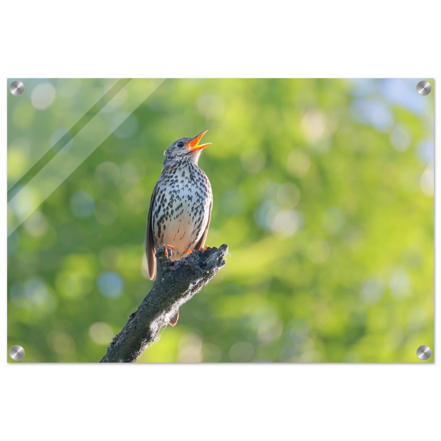 Wandbild bezaubernder singvogel in gruen ein naturportraet fuer ihr zuhause in vielen groessen
