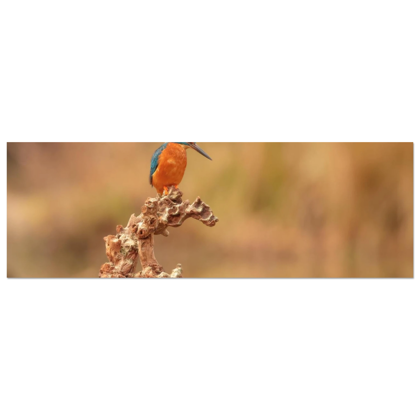 Wandbild eisvogel lebendige naturkunst fuer ihr zuhause in vielen groessen