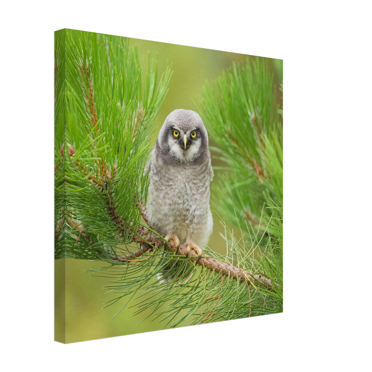 Wandbild bezaubernde eule auf kiefernzweig ruhiges naturmotiv fuer ihr zuhause