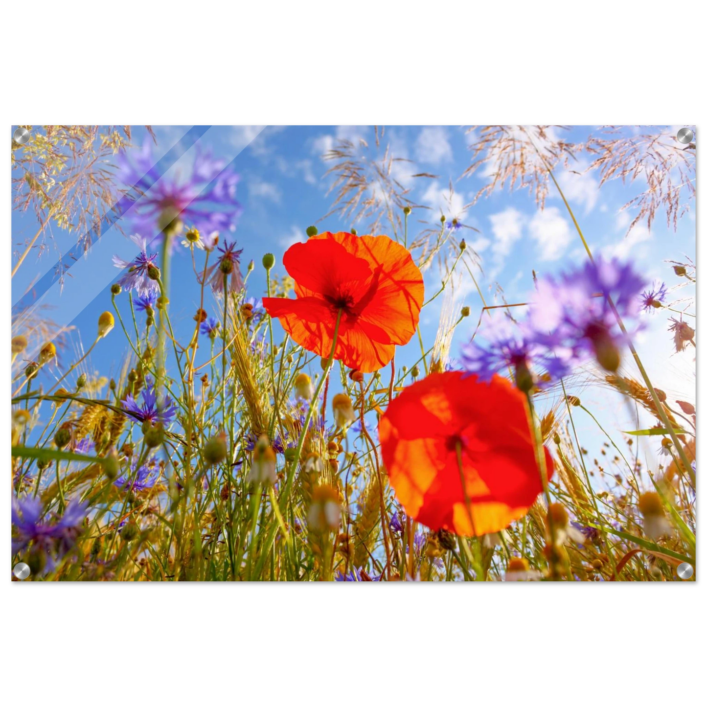 Wandbild lebendige wildblumenwiese mohnblumen kornblumen unter blauem himmel