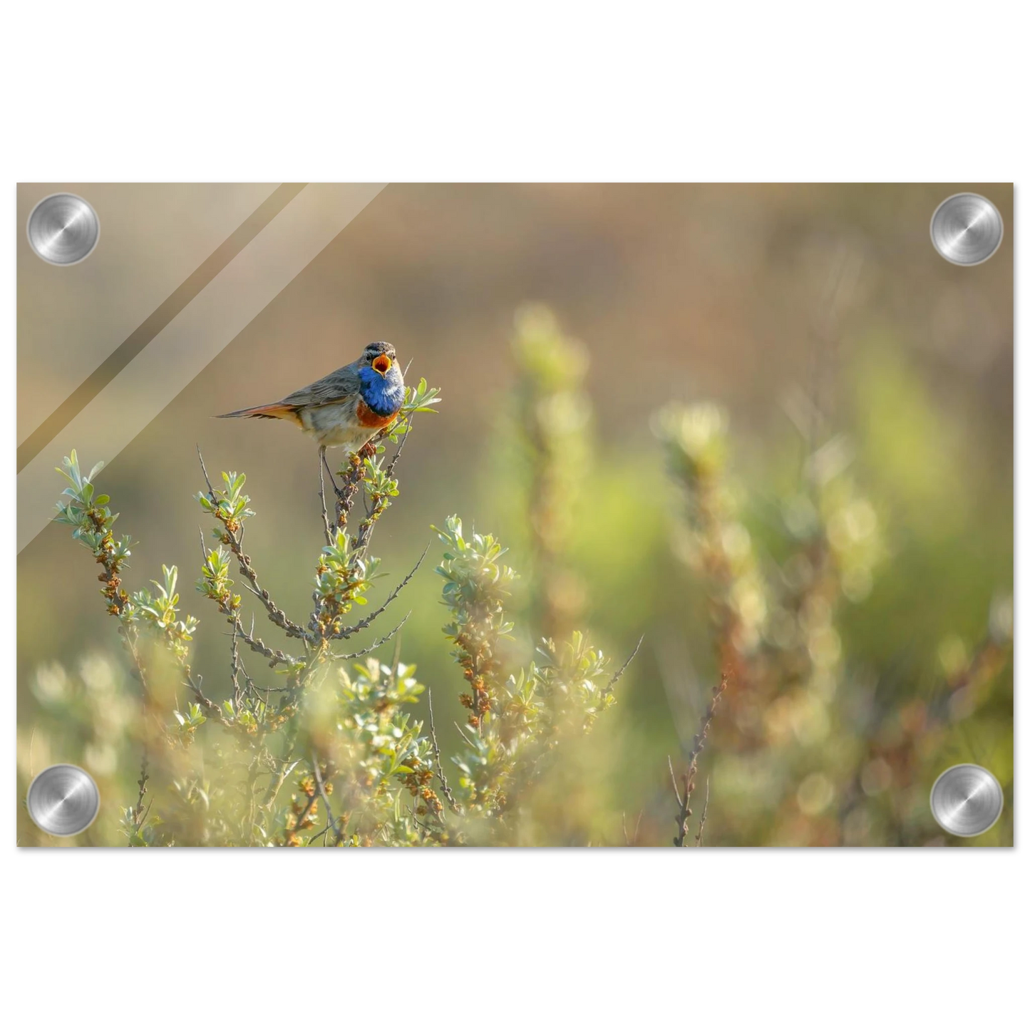 Wandbild blaukehlchen ein meisterwerk der natur auf leinwand in verschiedenen groessen erhaeltlich