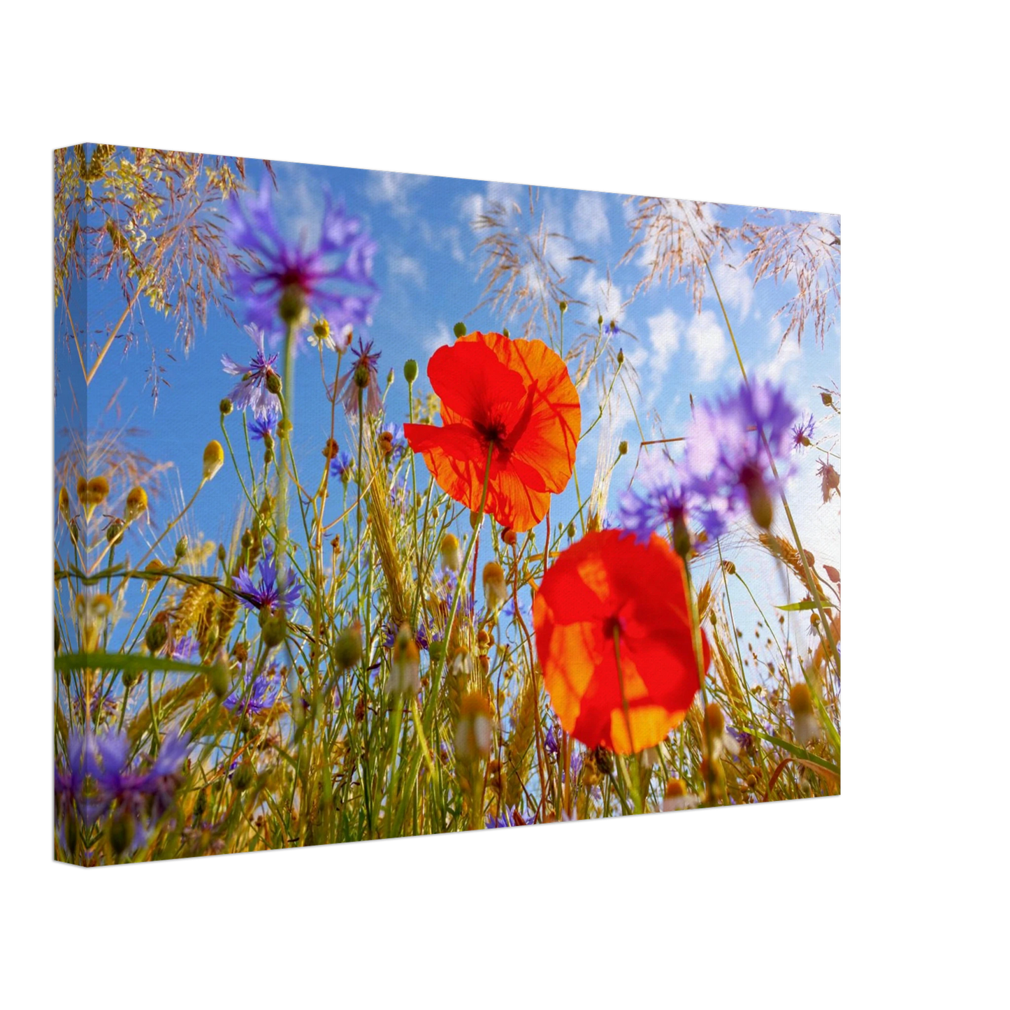 Wandbild lebendige wildblumenwiese mohnblumen kornblumen unter blauem himmel