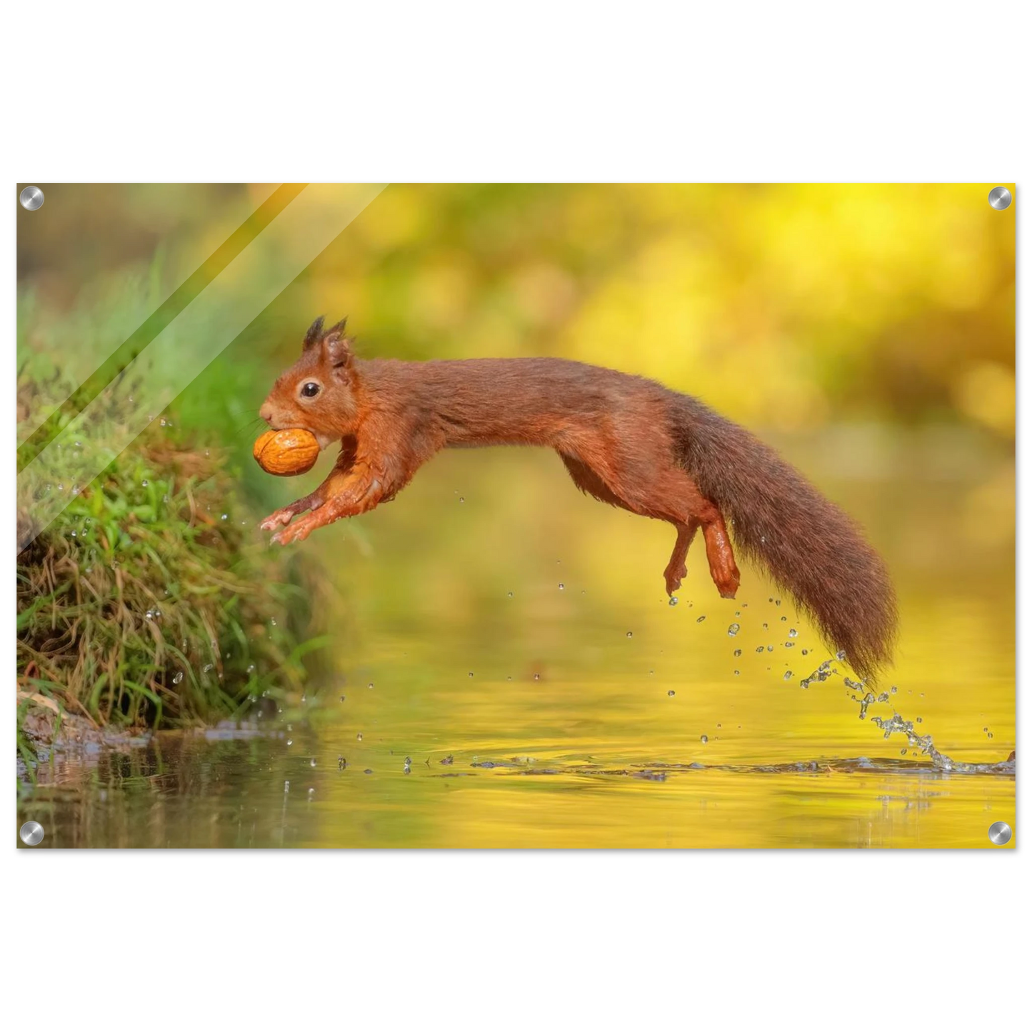 Wandbild eichhoernchen mit nuss dynamische tierkunst in leuchtenden herbstfarben