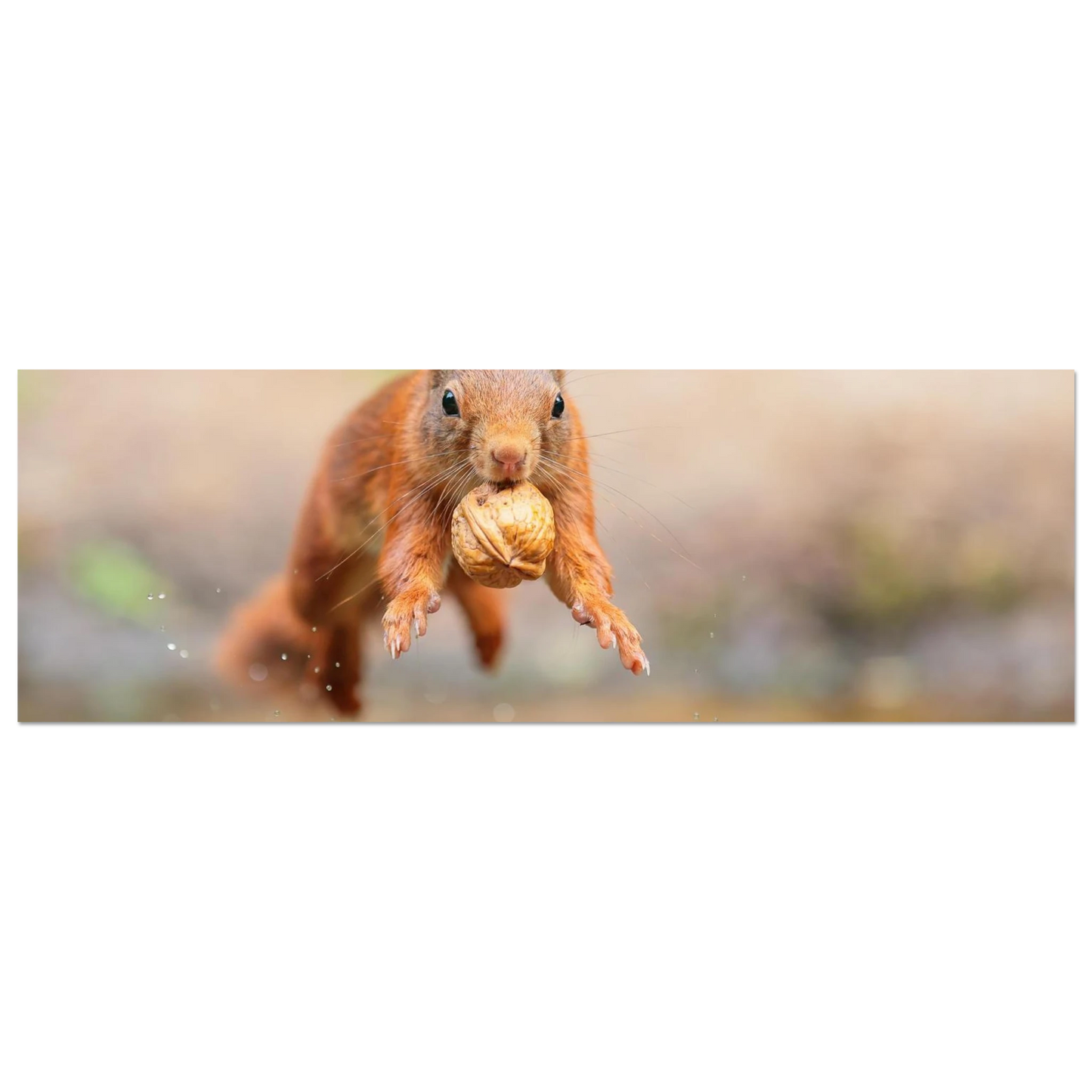 Wandbild eichhoernchens freudensprung dynamische tierkunst in leuchtenden farben