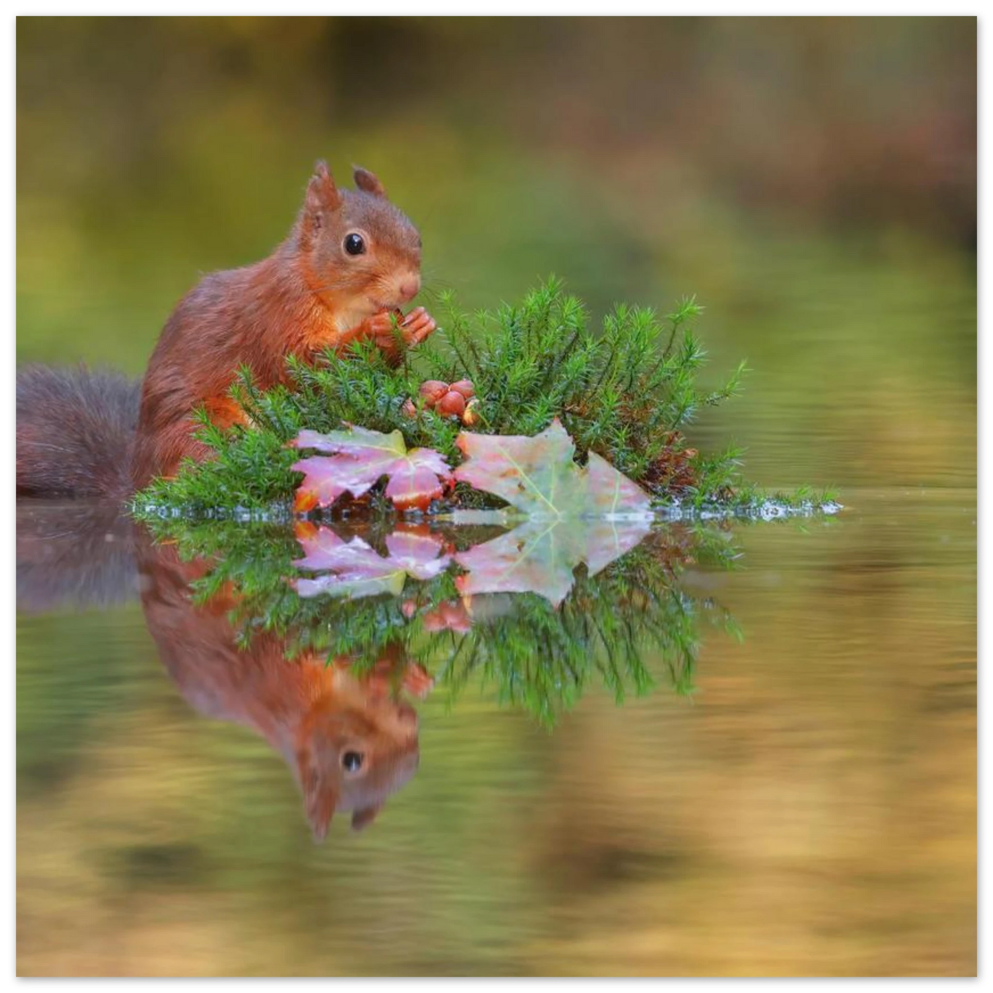 Wandbild bezauberndes eichhoernchen im herbstwald lebendige wildtierkunst fuer ihr zuhause in vielen groessen