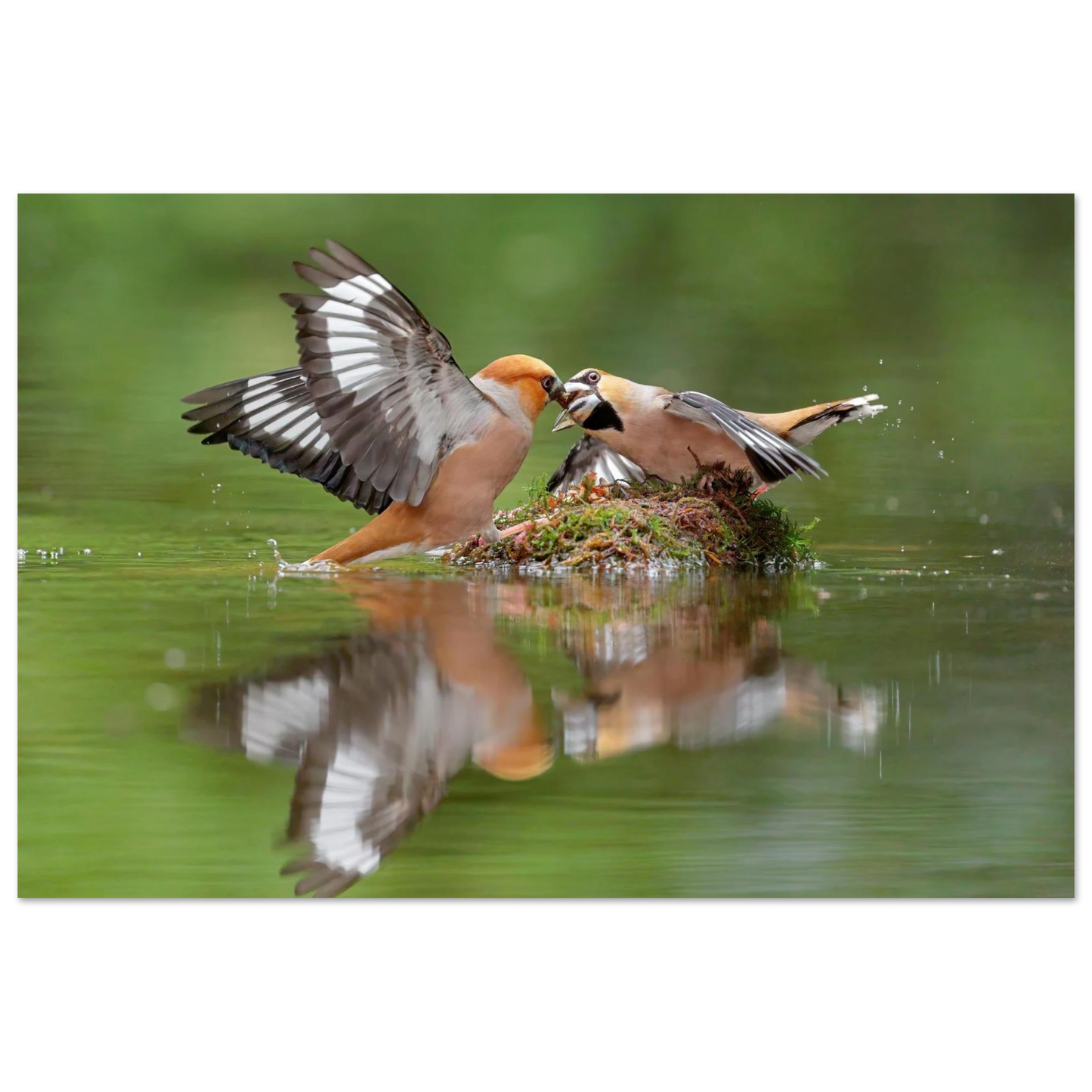 Wandbild momente der natur spektakulaerer kampf der voegel ueber dem wasser