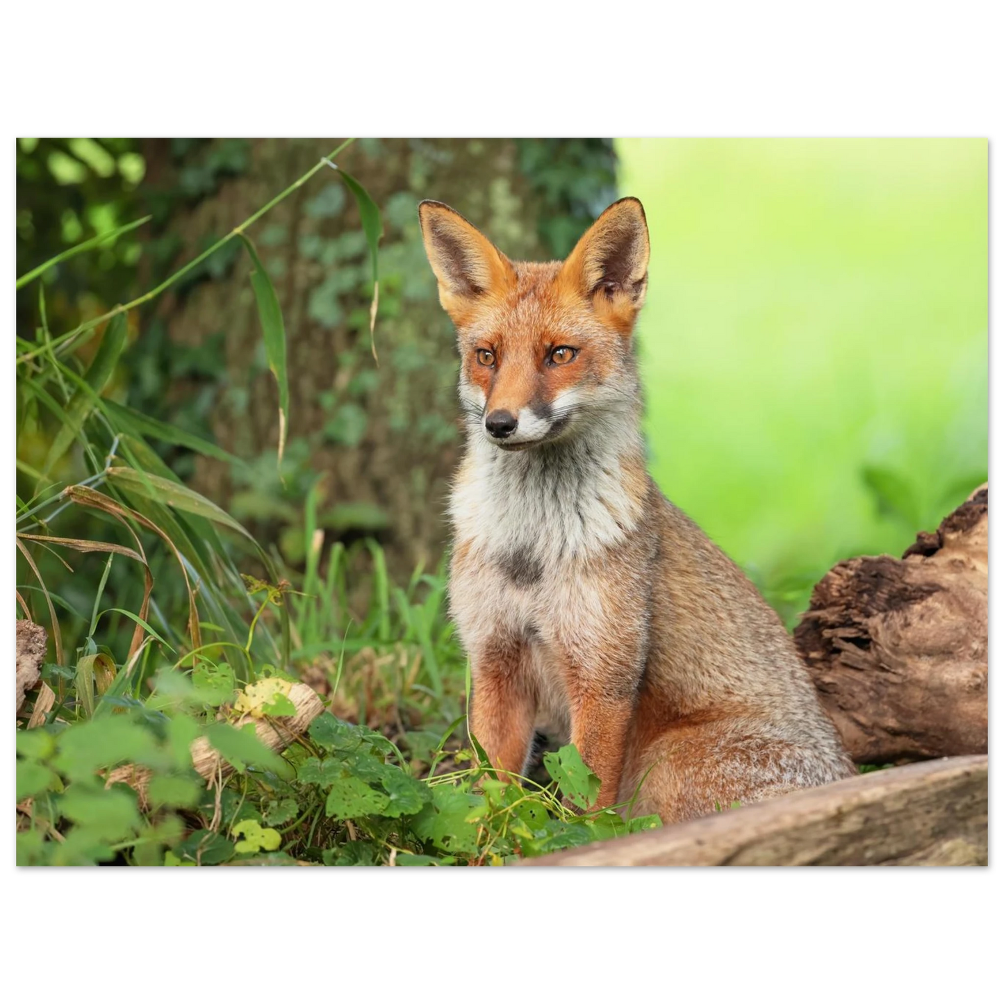 Wandbild majestaetischer rotfuchs ein augenblick der ruhe in der natur erhaeltlich in zahlreichen groessen
