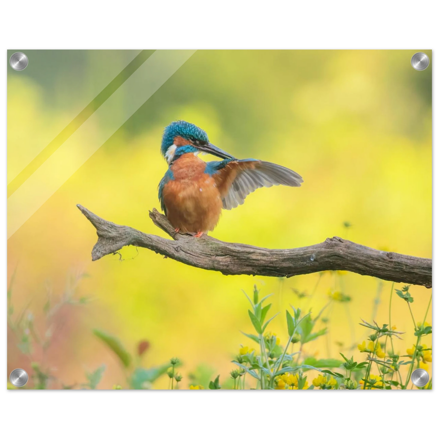 Wandbild eisvogel lebendige naturkunst fuer ihr zuhause