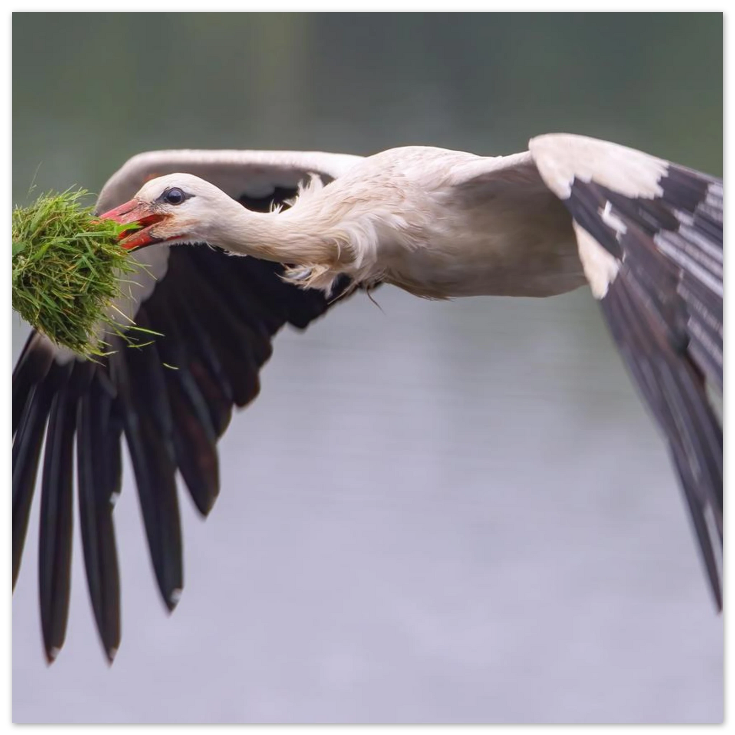 Wandbild nestbauender weissstorch im flug lebendige naturfotografie fuer ihr zuhause
