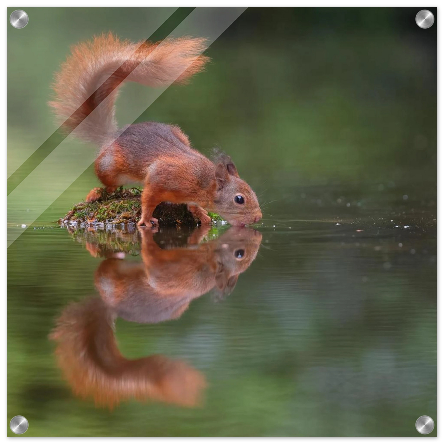 Wandbild durstiges eichhoernchen eine ruhige reflexion in der natur erhaeltlich in vielen groessen
