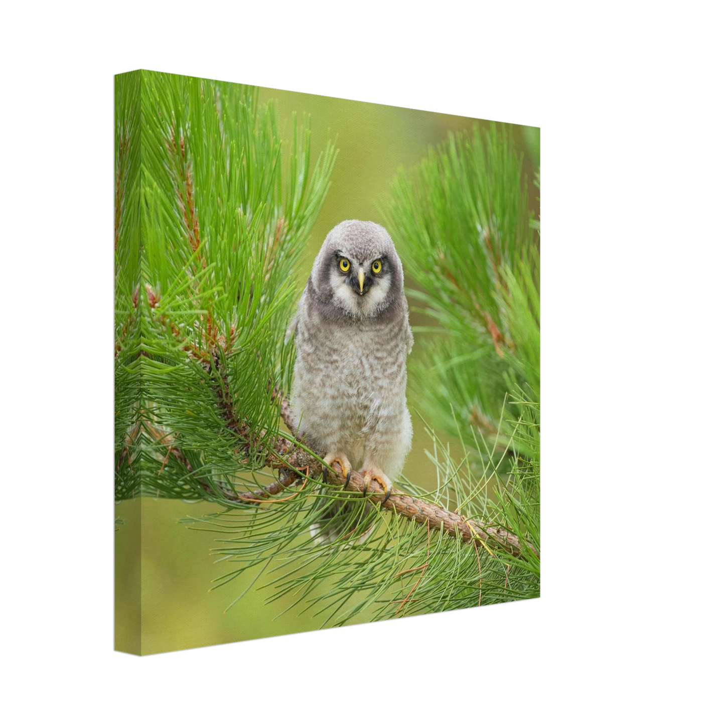 Wandbild bezaubernde eule auf kiefernzweig ruhiges naturmotiv fuer ihr zuhause