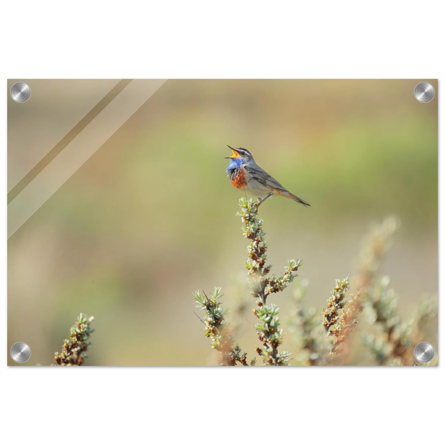 Wandbild der ruf der wildnis ein lebhaftes vogelportraet