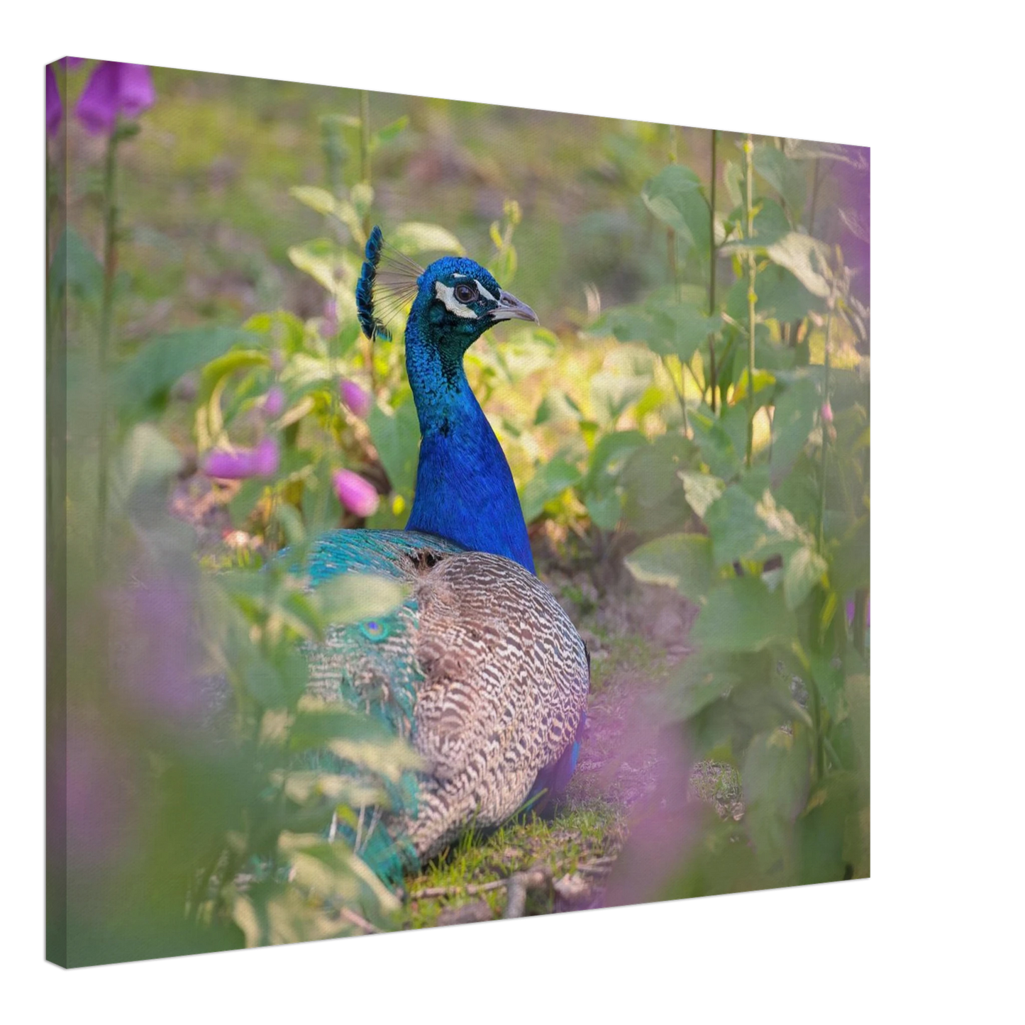Wandbild majestaetischer pfau lebendige farbenpracht fuer ihre wand in vielen groessen erhaeltlich