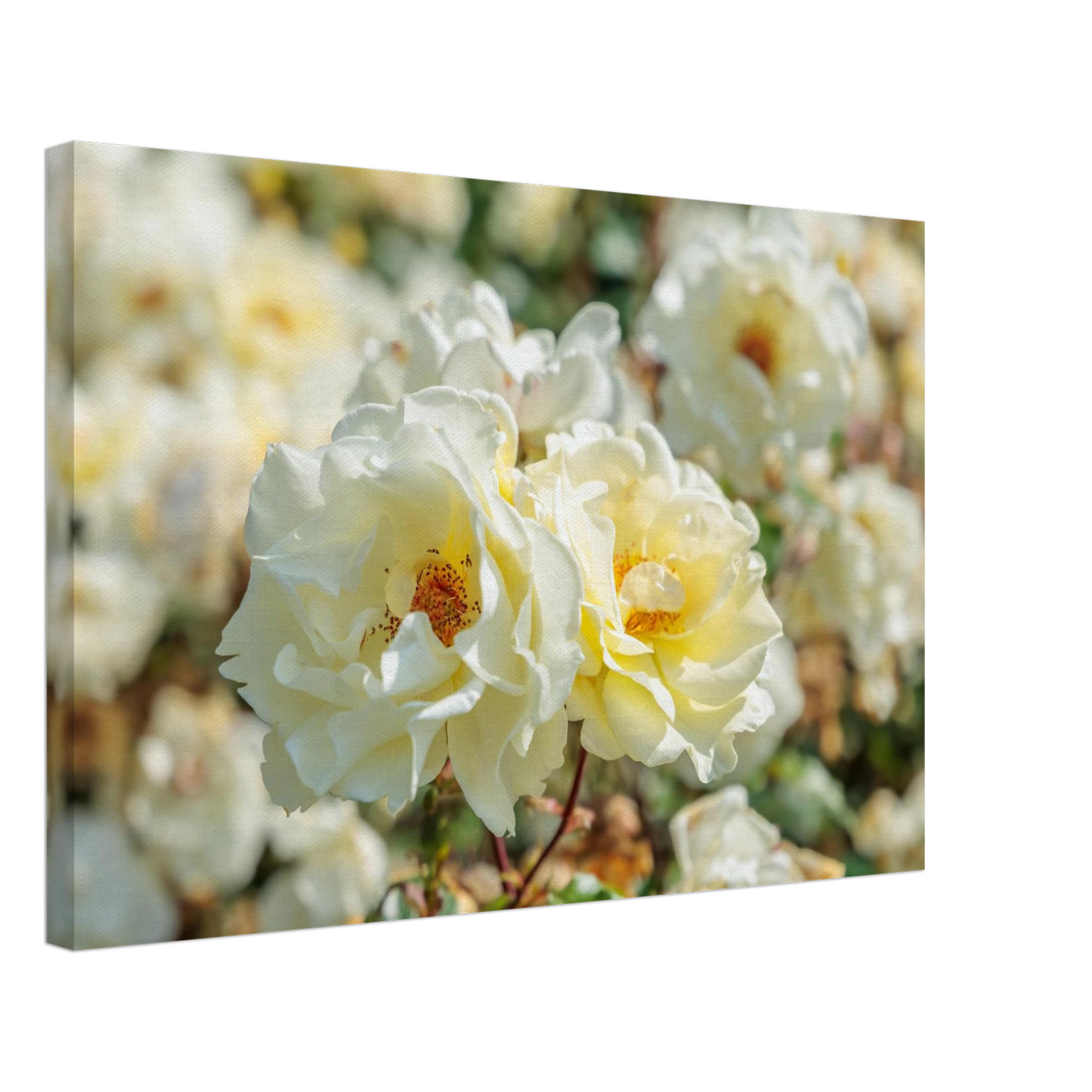 Wandbild creme weisse rosen zeitlose blumen eleganz fuer ihre wand in vielen groessen verfuegbar