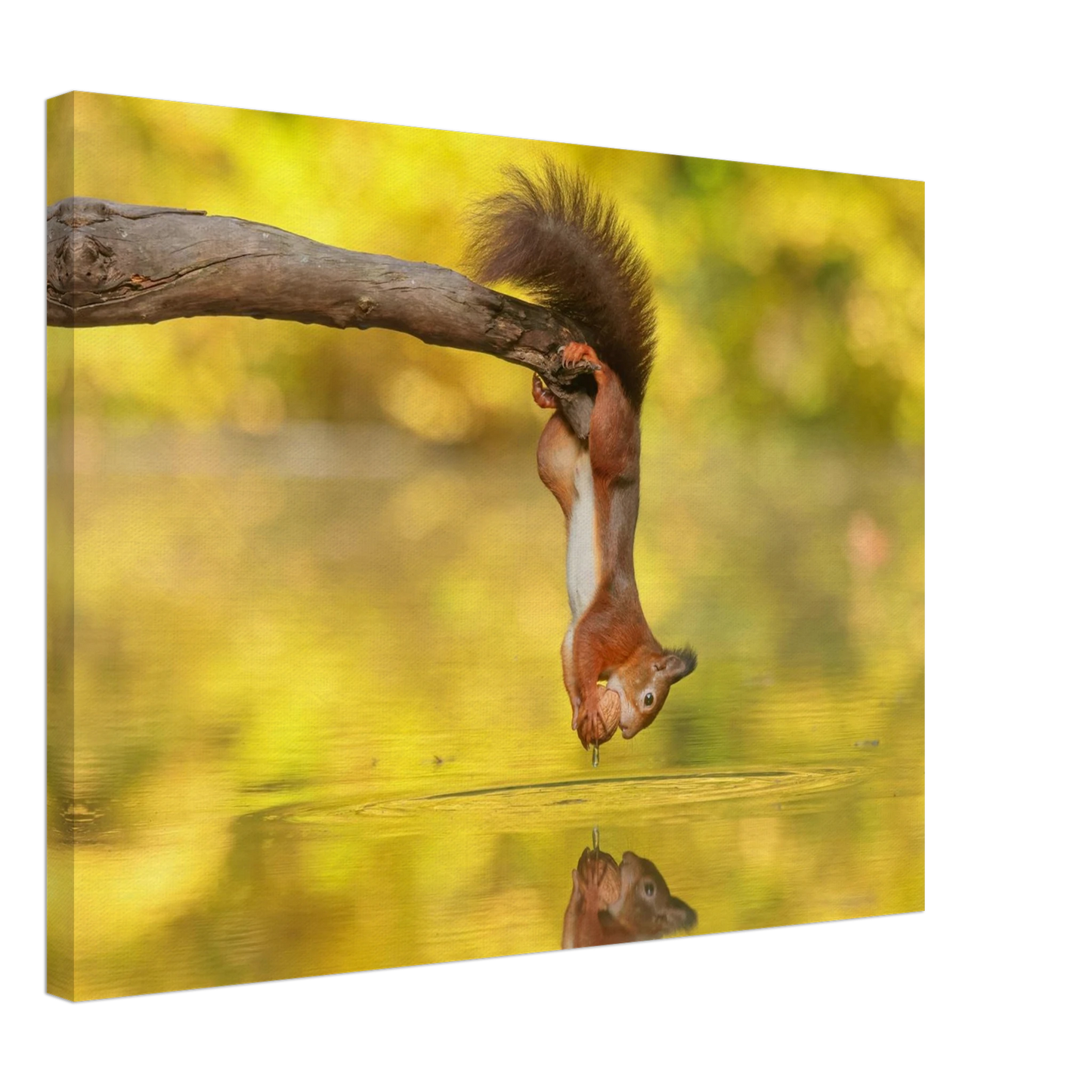 Wandbild akrobatik eichhoernchen lebendiges wildtier kunstwerk fuer ihr zuhause
