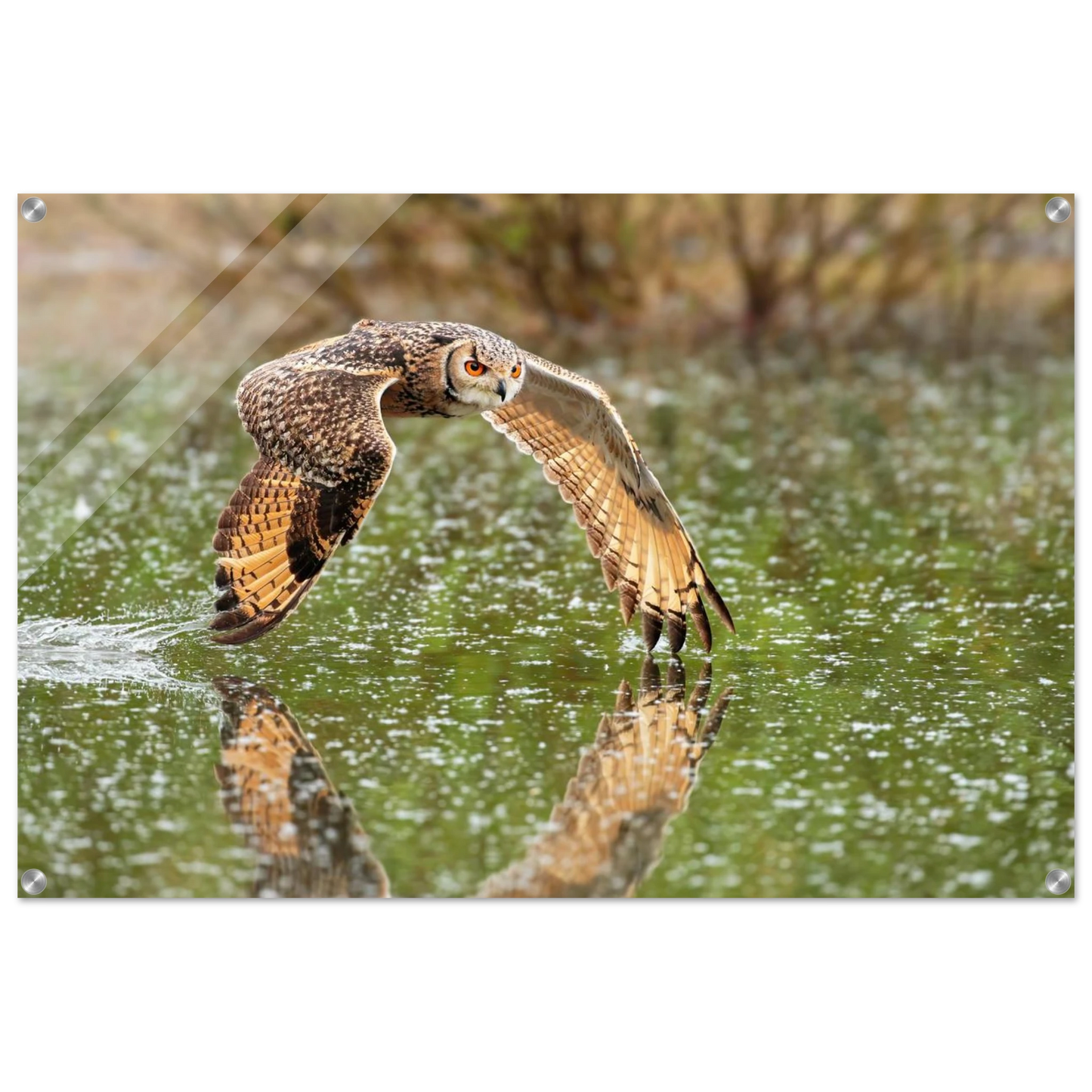 Wandbild majestaetische eule im flug naturfotografie mit lebendigen orangetoenen in ihrer wunschgroesse