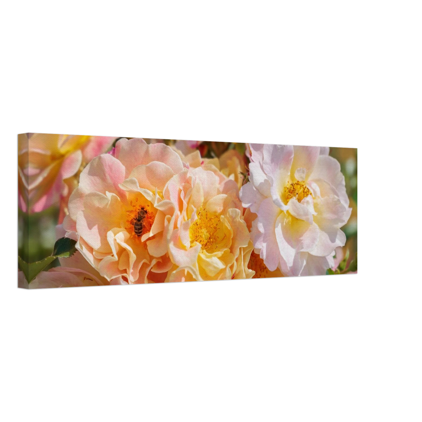 Wandbild bluehende gartenrosen eine honigbienen ode in pastell perfektion in vielen groessen verfuegbar