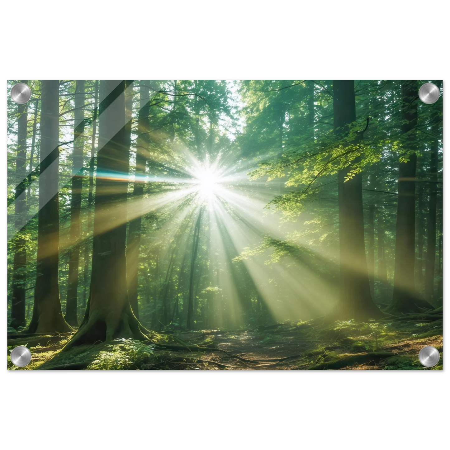 Wandbild sonnenstrahlen im wald mystisches waldlicht kunstdruck in ihrer wunschgroesse