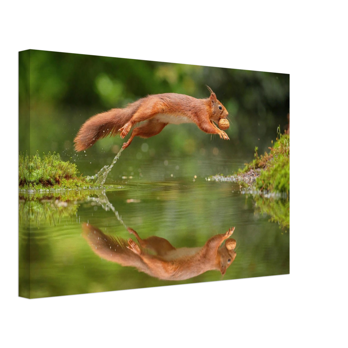 Wandbild Wandkunst eichhoernchens freudensprung dynamische naturkunst fuer ihr zuhause erhaeltlich in mehreren groessen