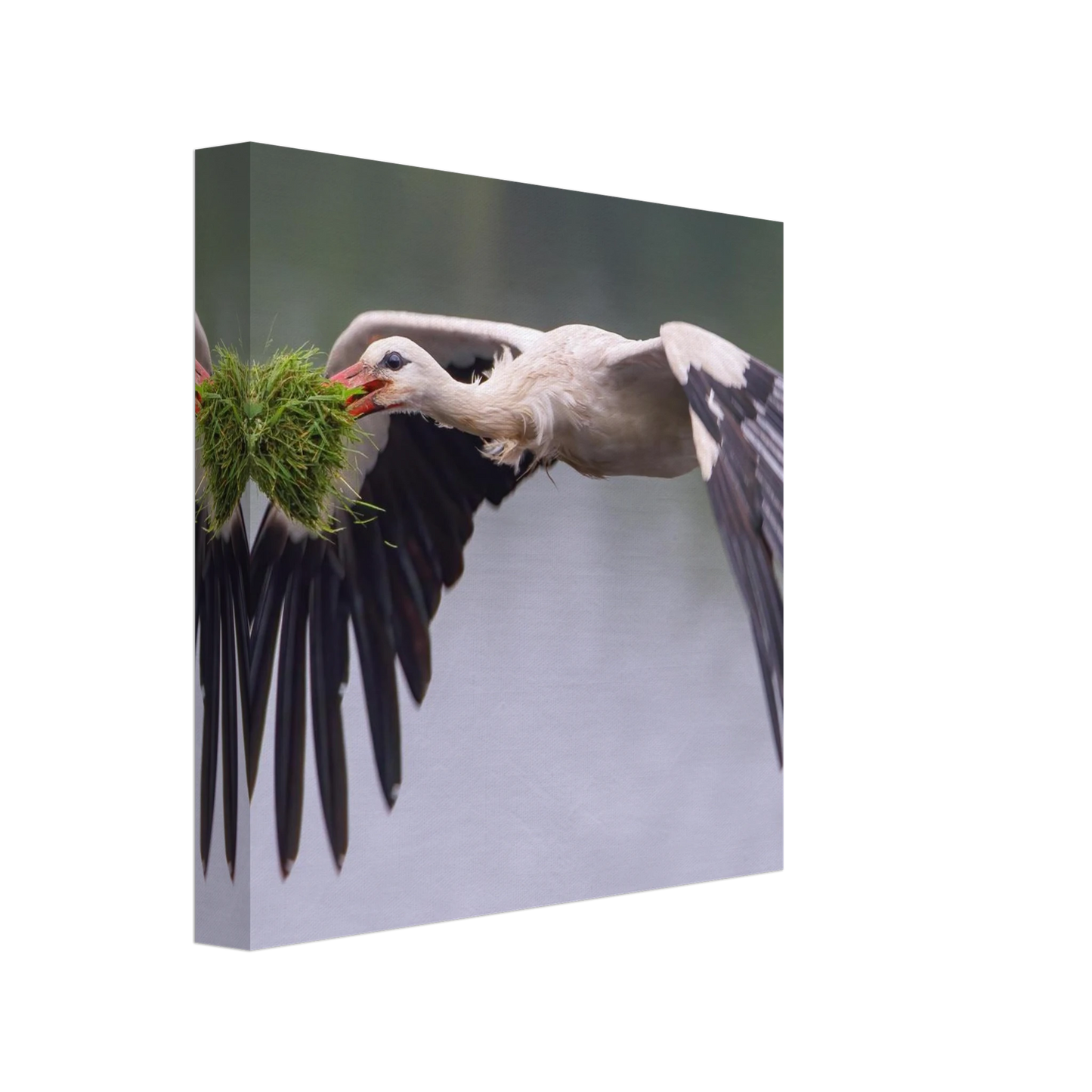 Wandbild nestbauender weissstorch im flug lebendige naturfotografie fuer ihr zuhause