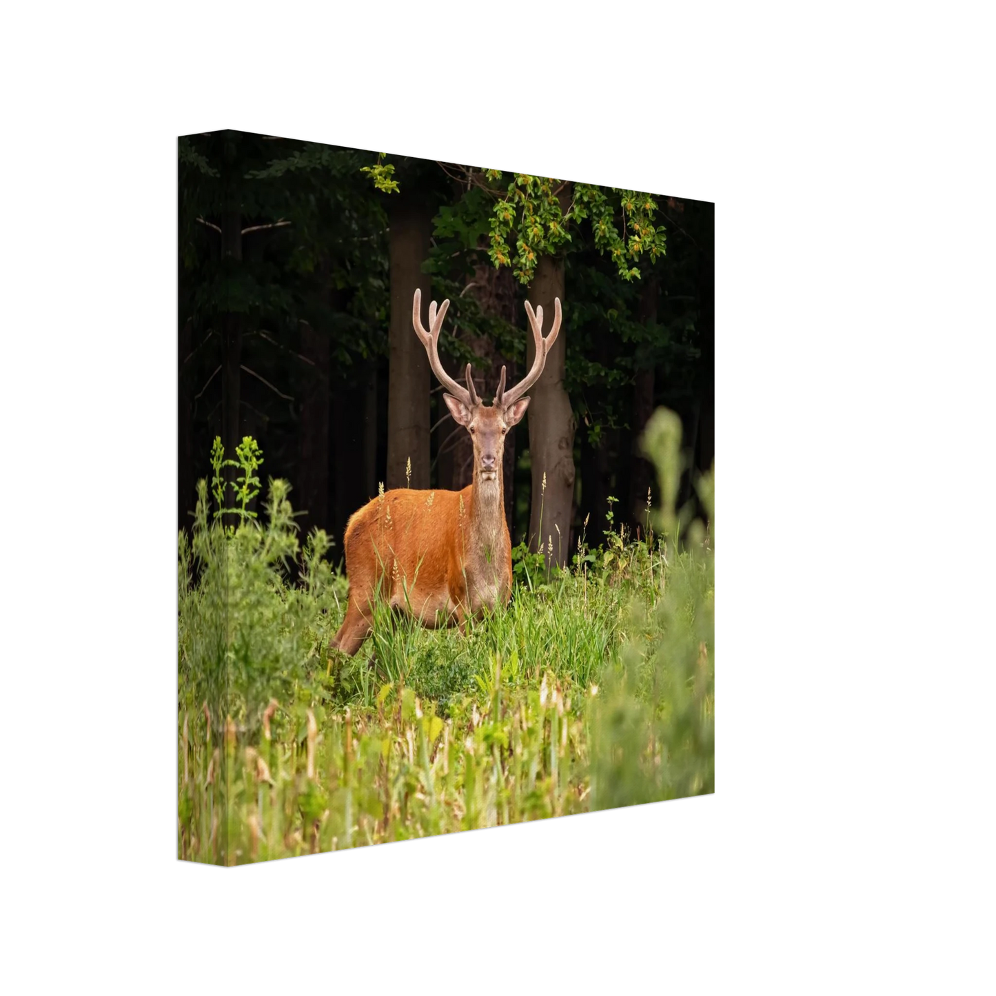 Wandbild majestaetischer hirsch im wald ein wildnis statement fuer ihr zuhause in verschiedenen groessen