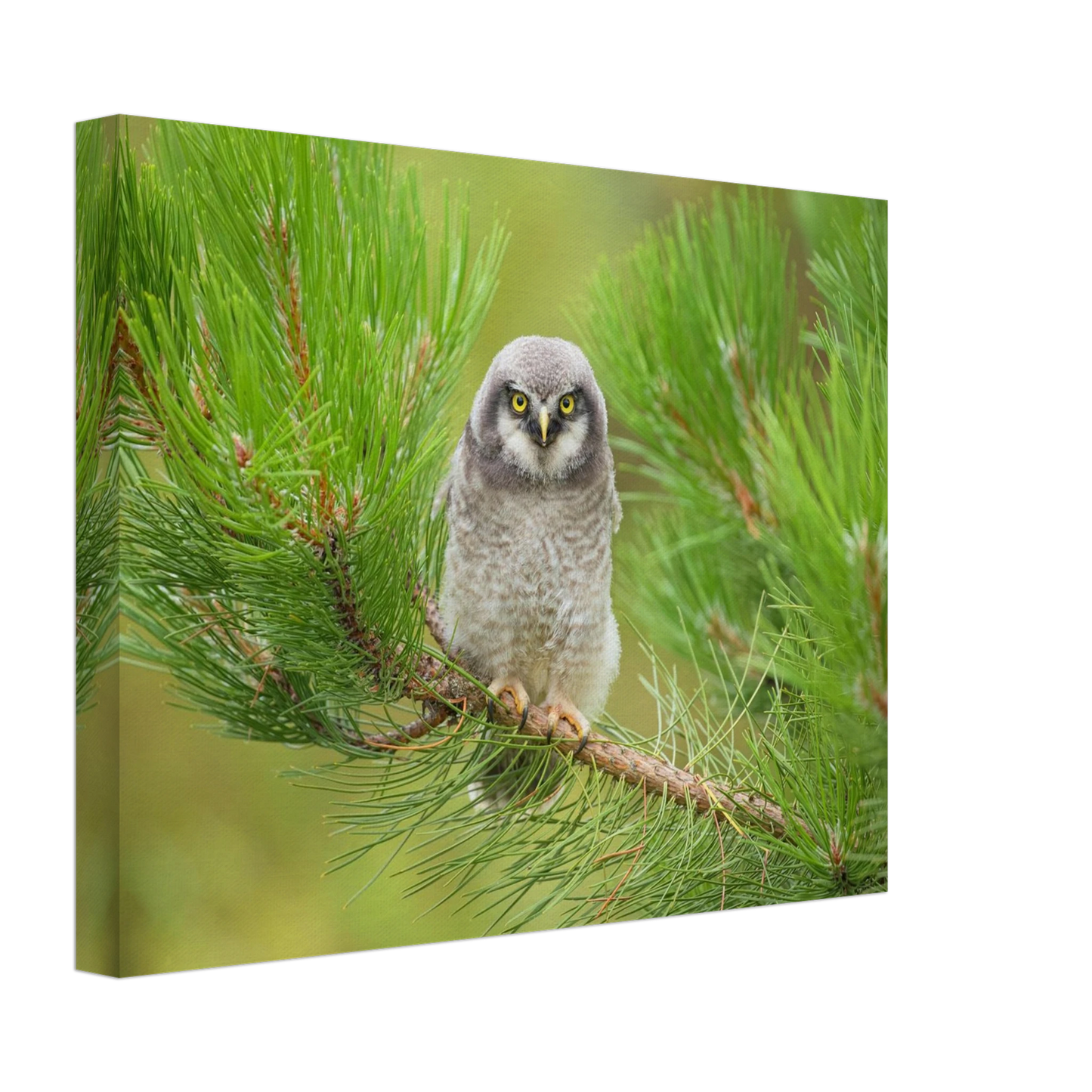 Wandbild bezaubernde eule auf kiefernzweig ruhiges naturmotiv fuer ihr zuhause