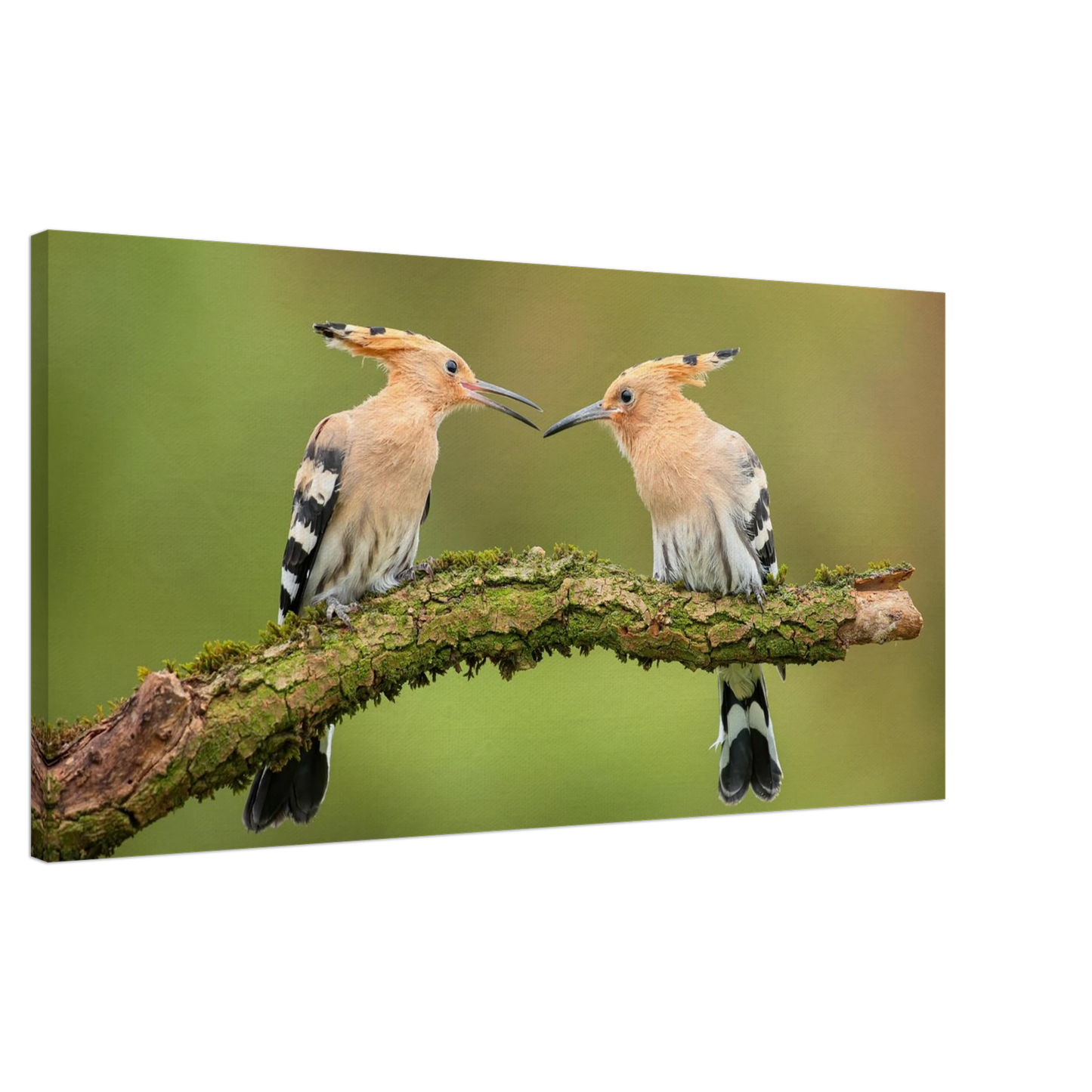 Wandbild bezaubernde wiedehopfe ein duo auf moosast in ihrer wunschgroesse